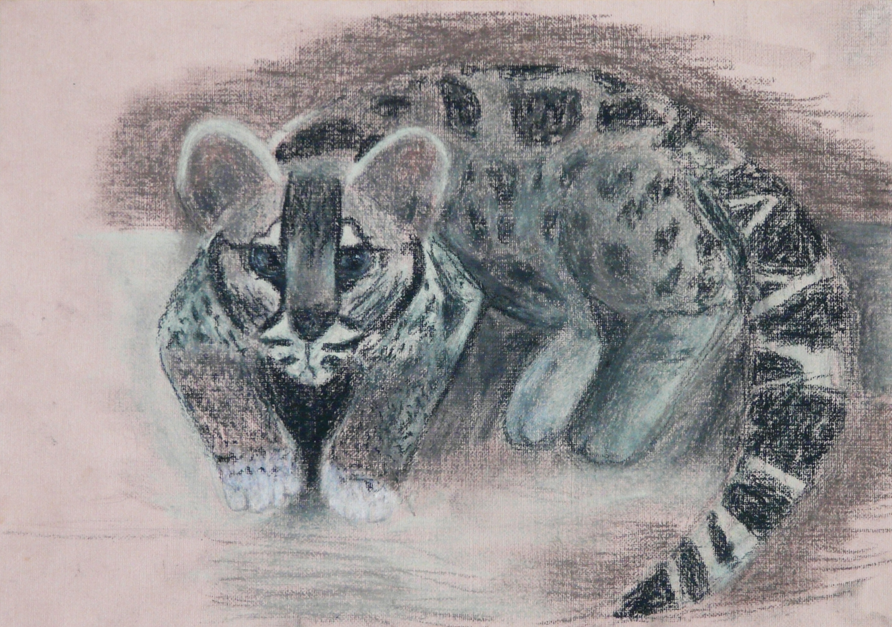 Камышовый кот Камышовый кот