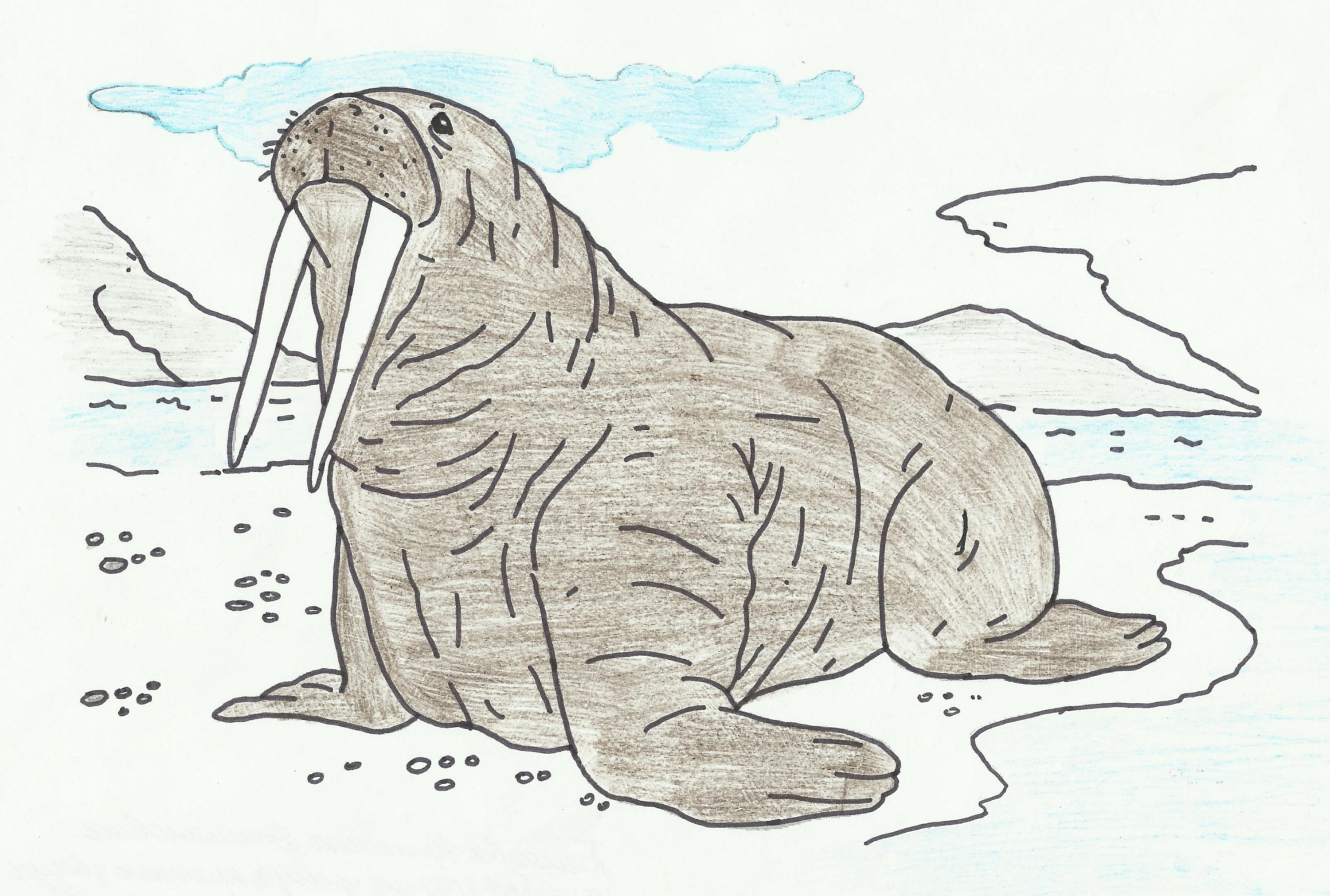 Морж