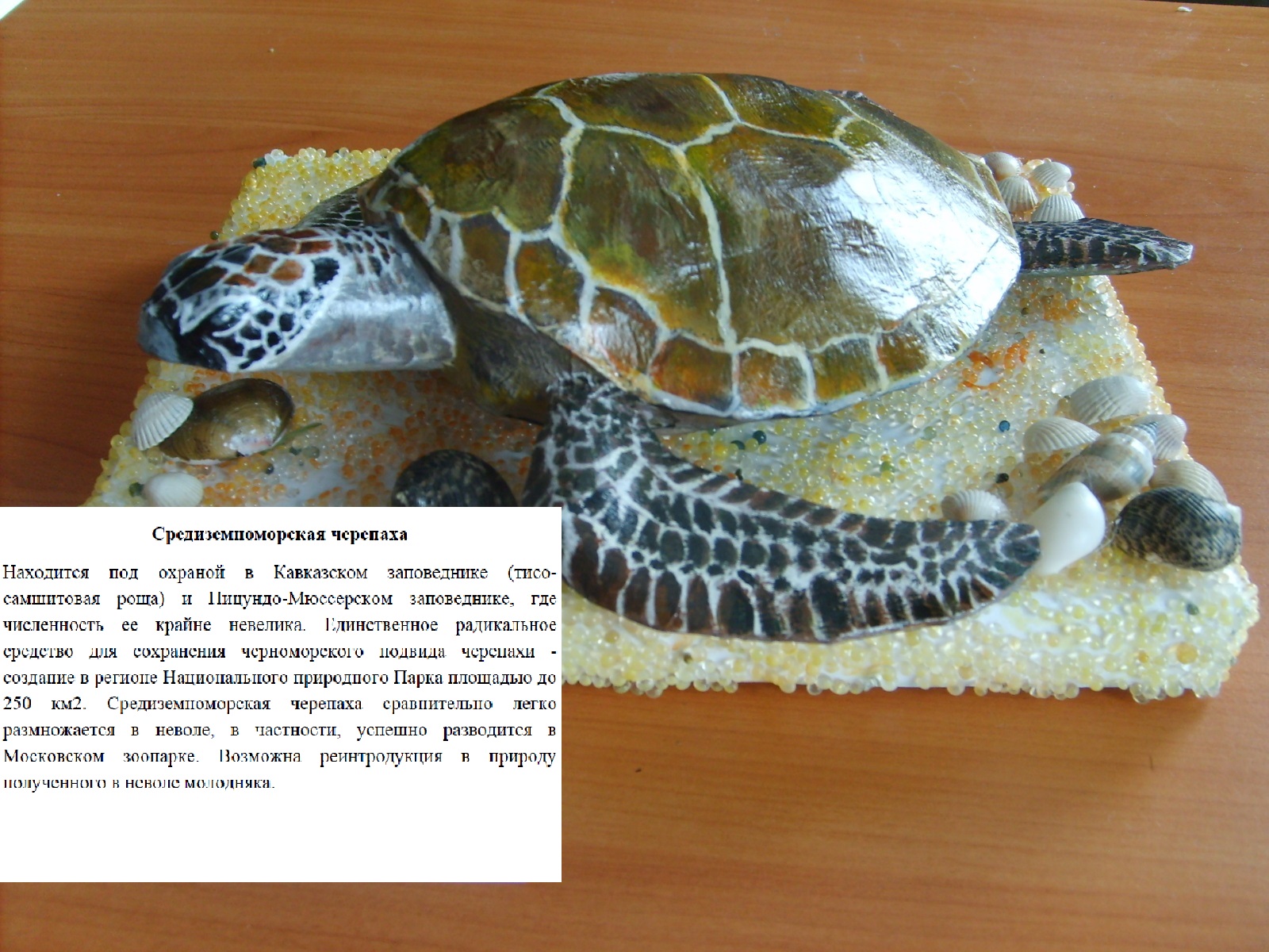 Средиземноморская черепаха