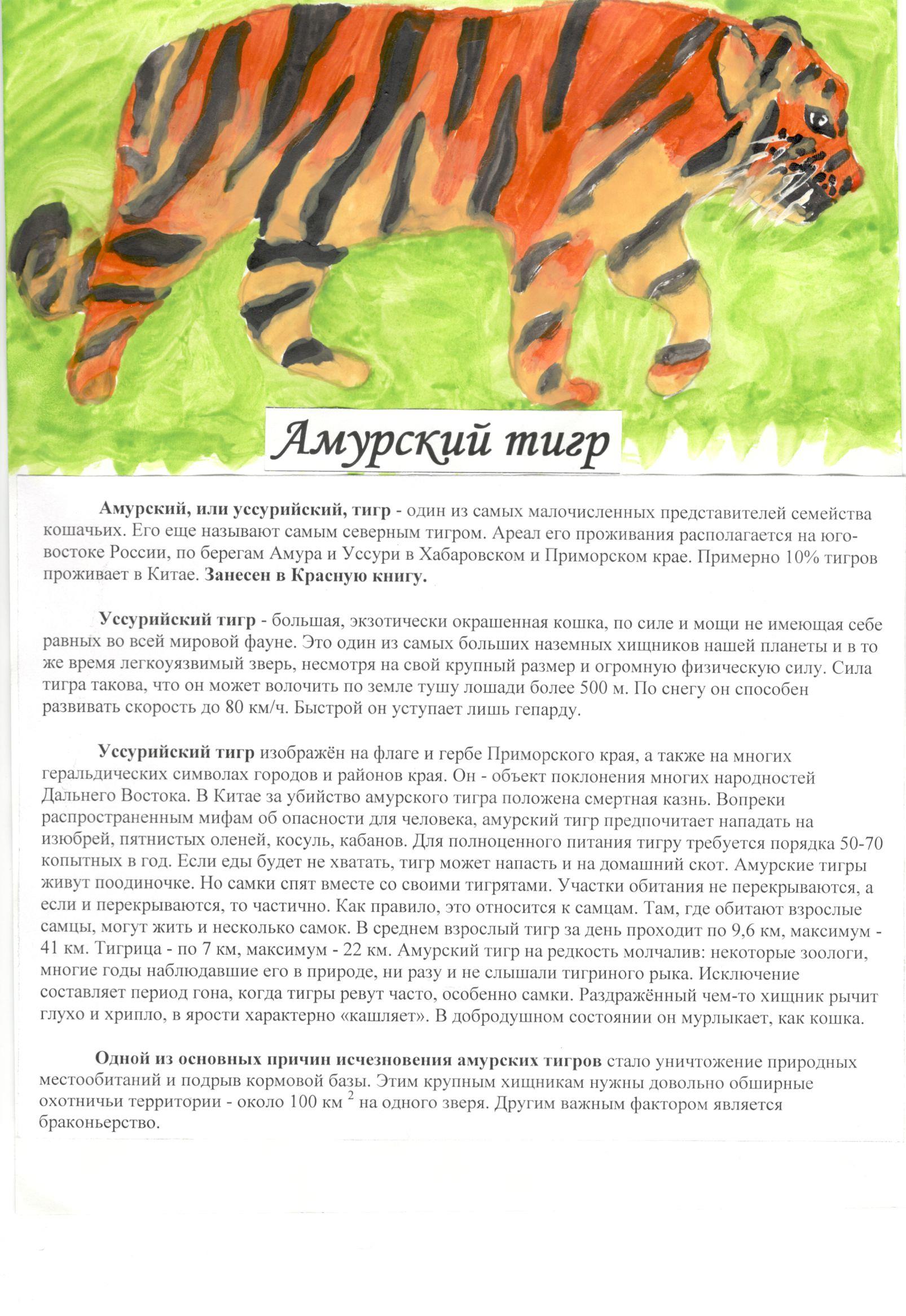 Амурский тигр Амурский тигр