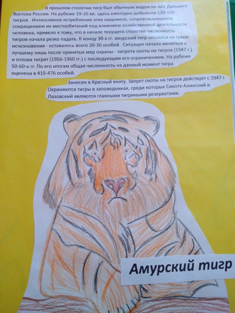 Амурский тигр Амурский тигр