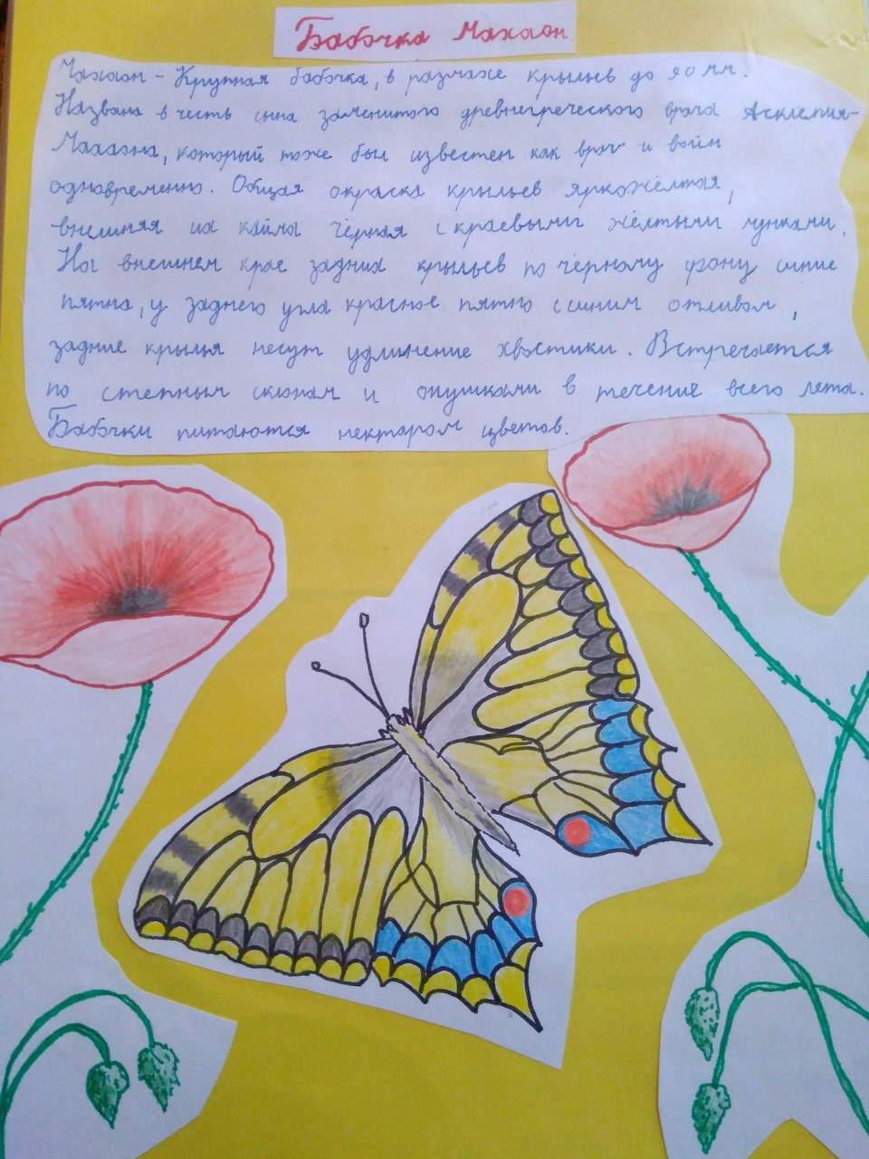 Бабочка Махаон Бабочка Махаон