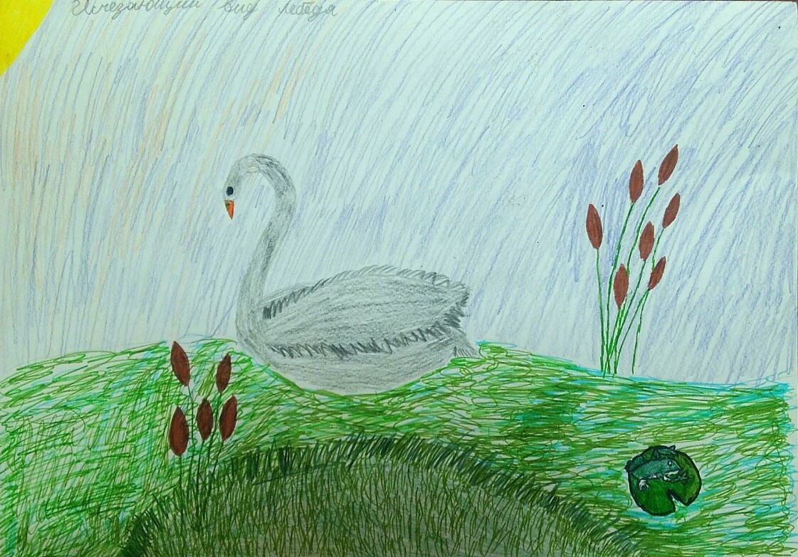 Редкий лебедь Редкий лебедь