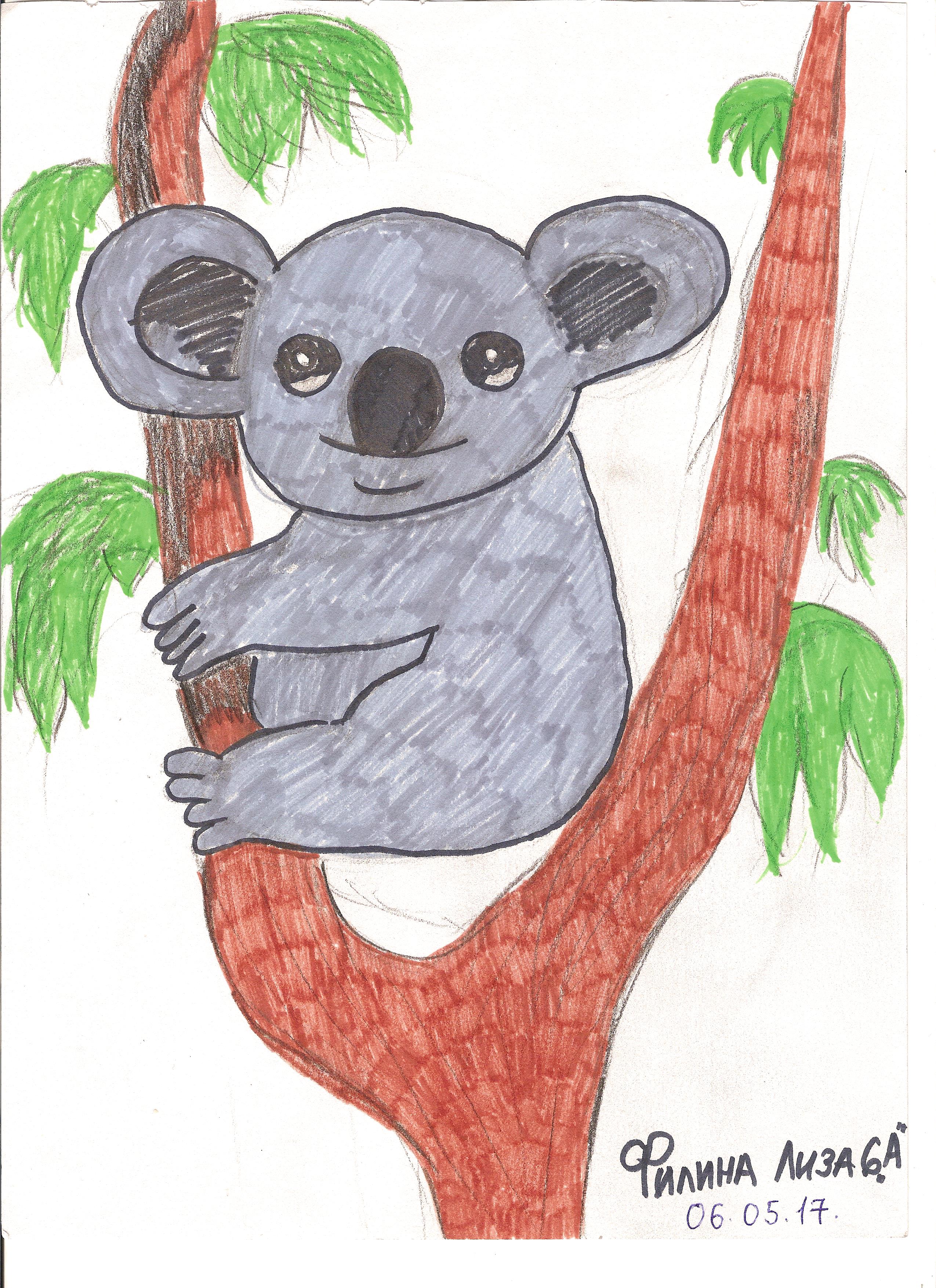 Коала Коала