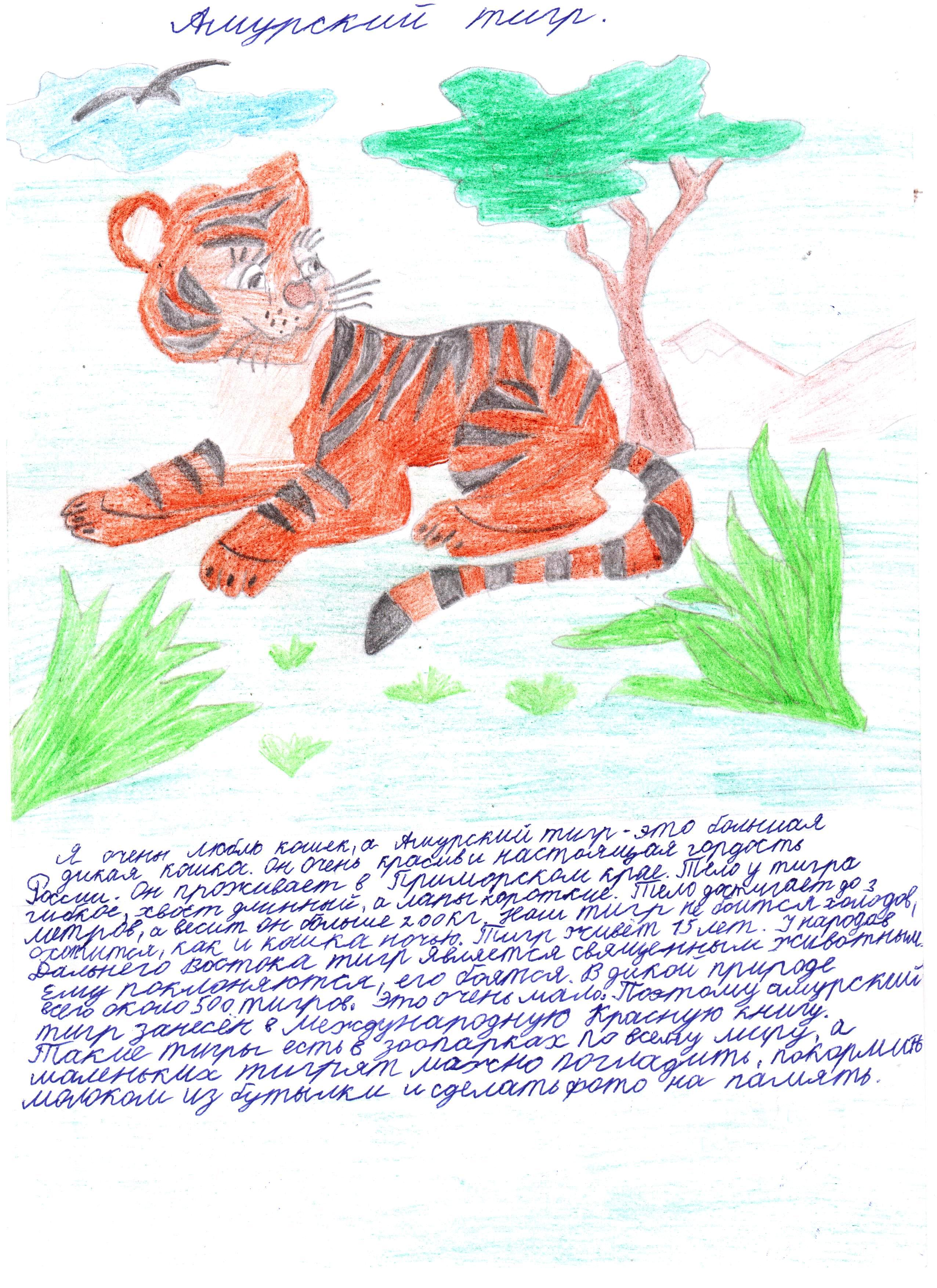 Амурский тигр