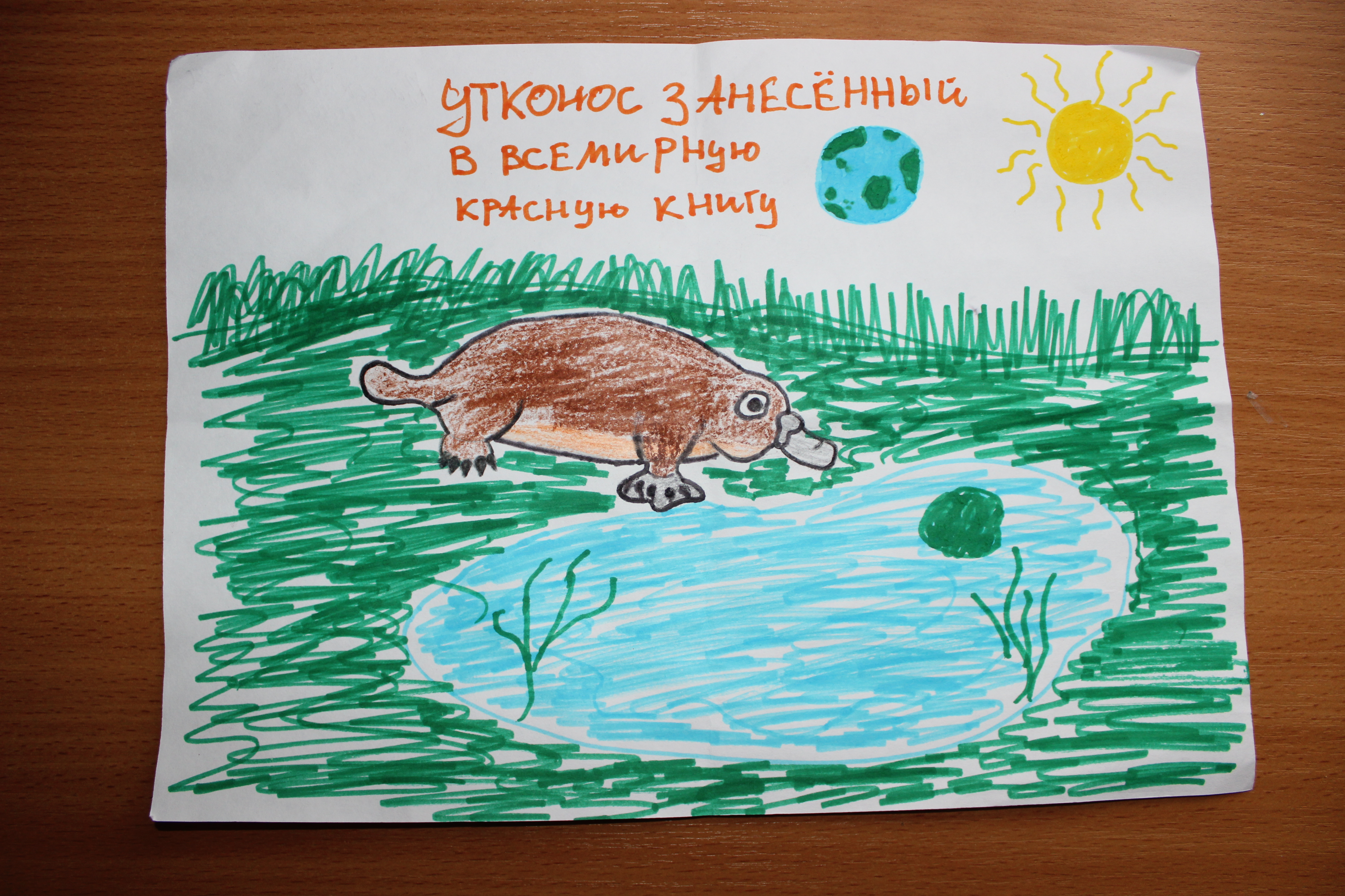Утконос