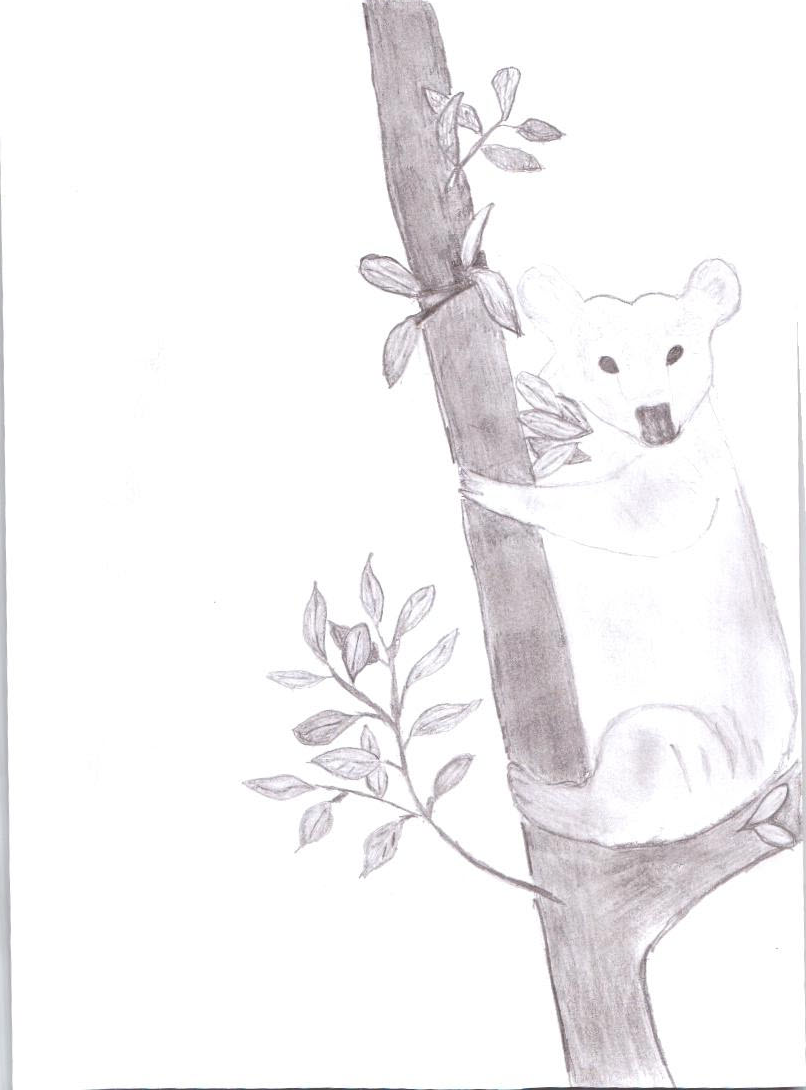 Коала