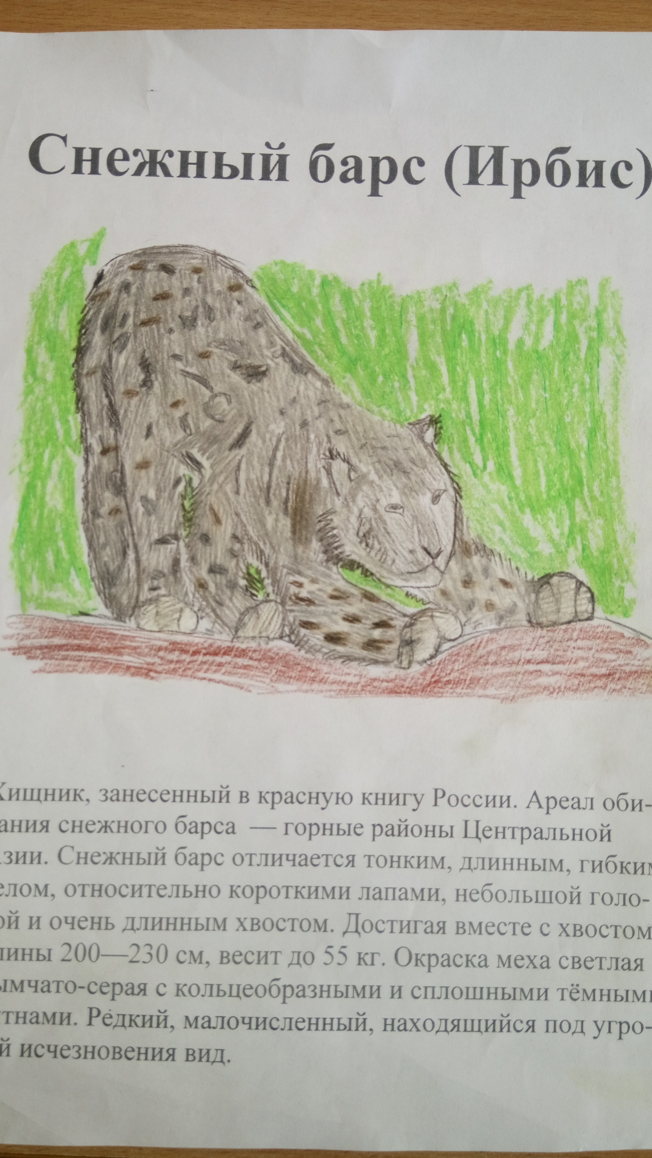 Ирбис