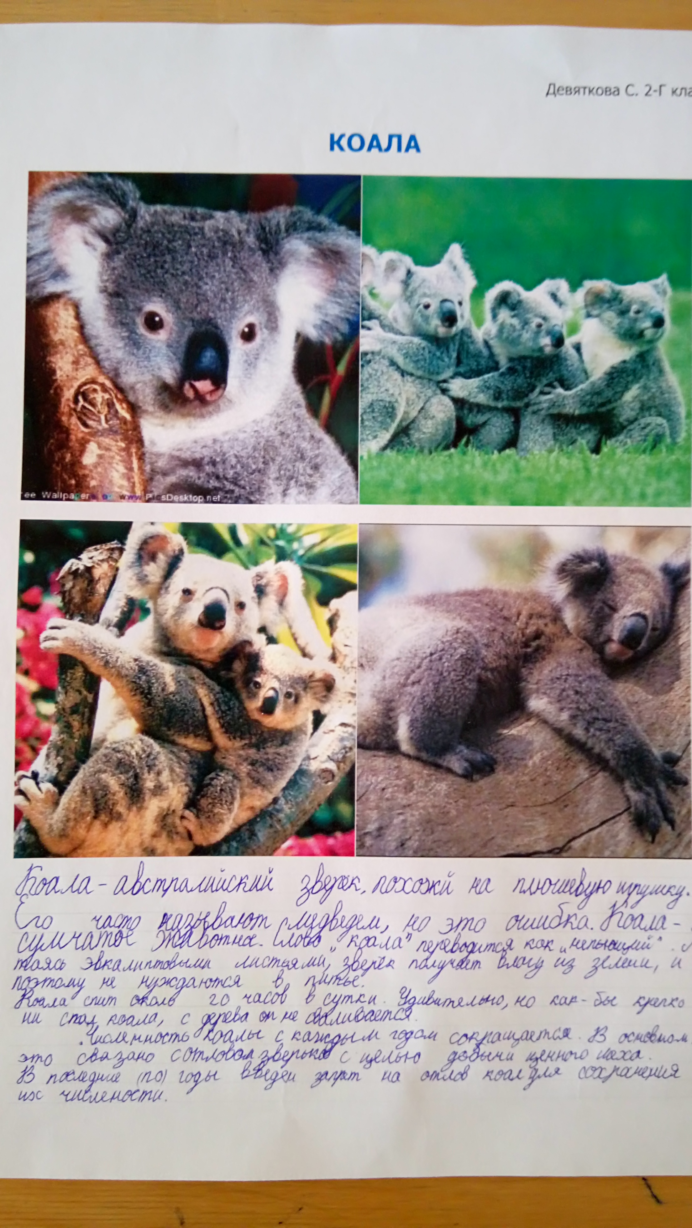 Коала