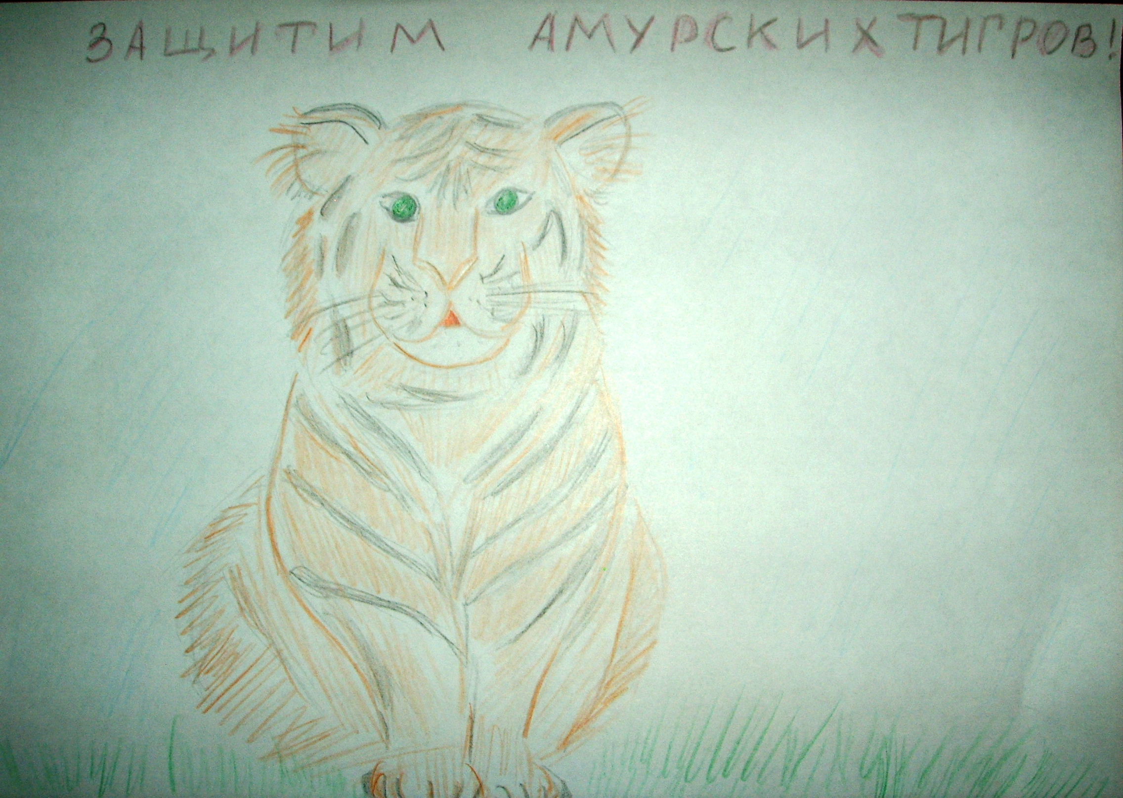 Амурский тигр Амурский тигр
