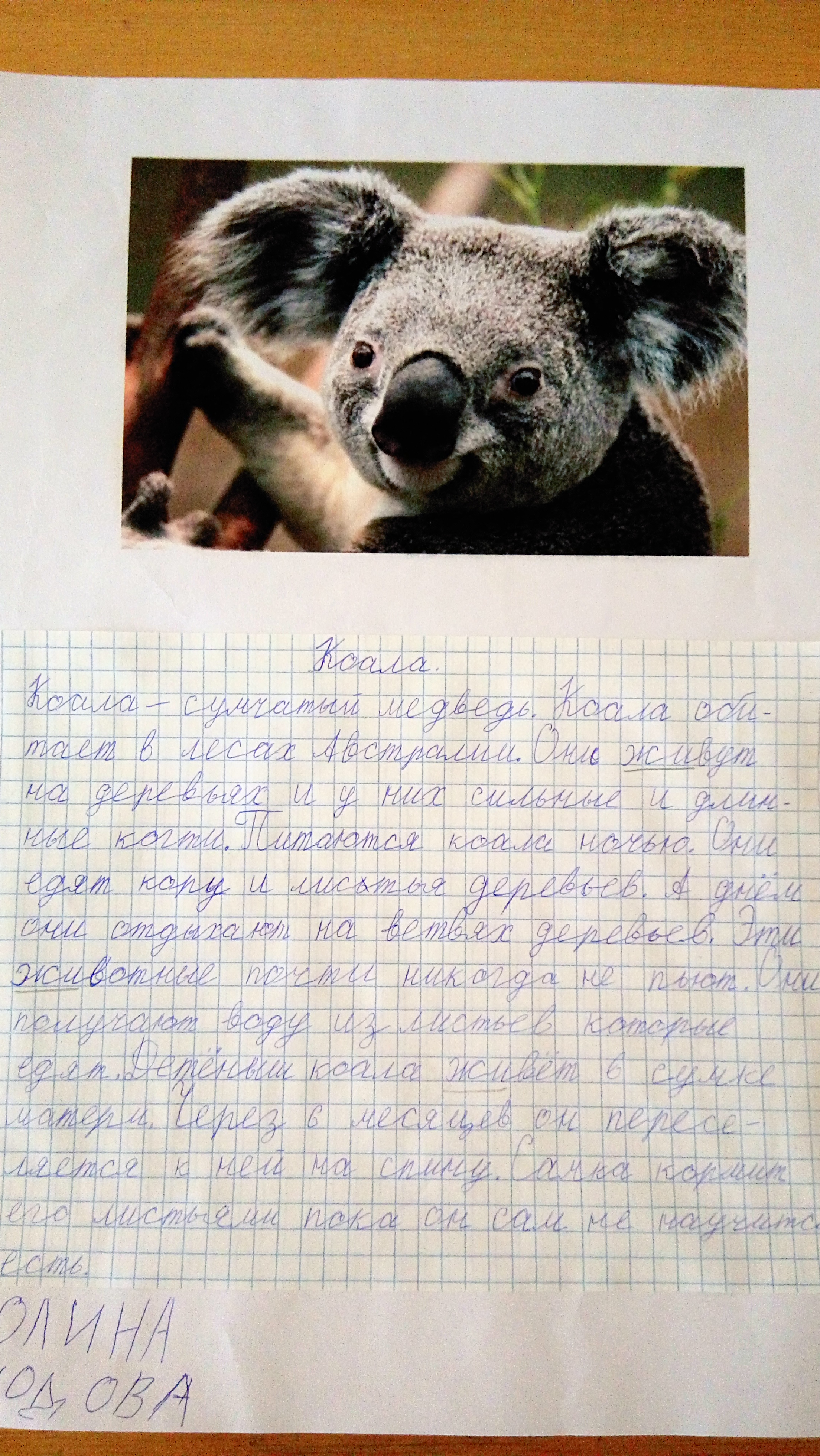Коала