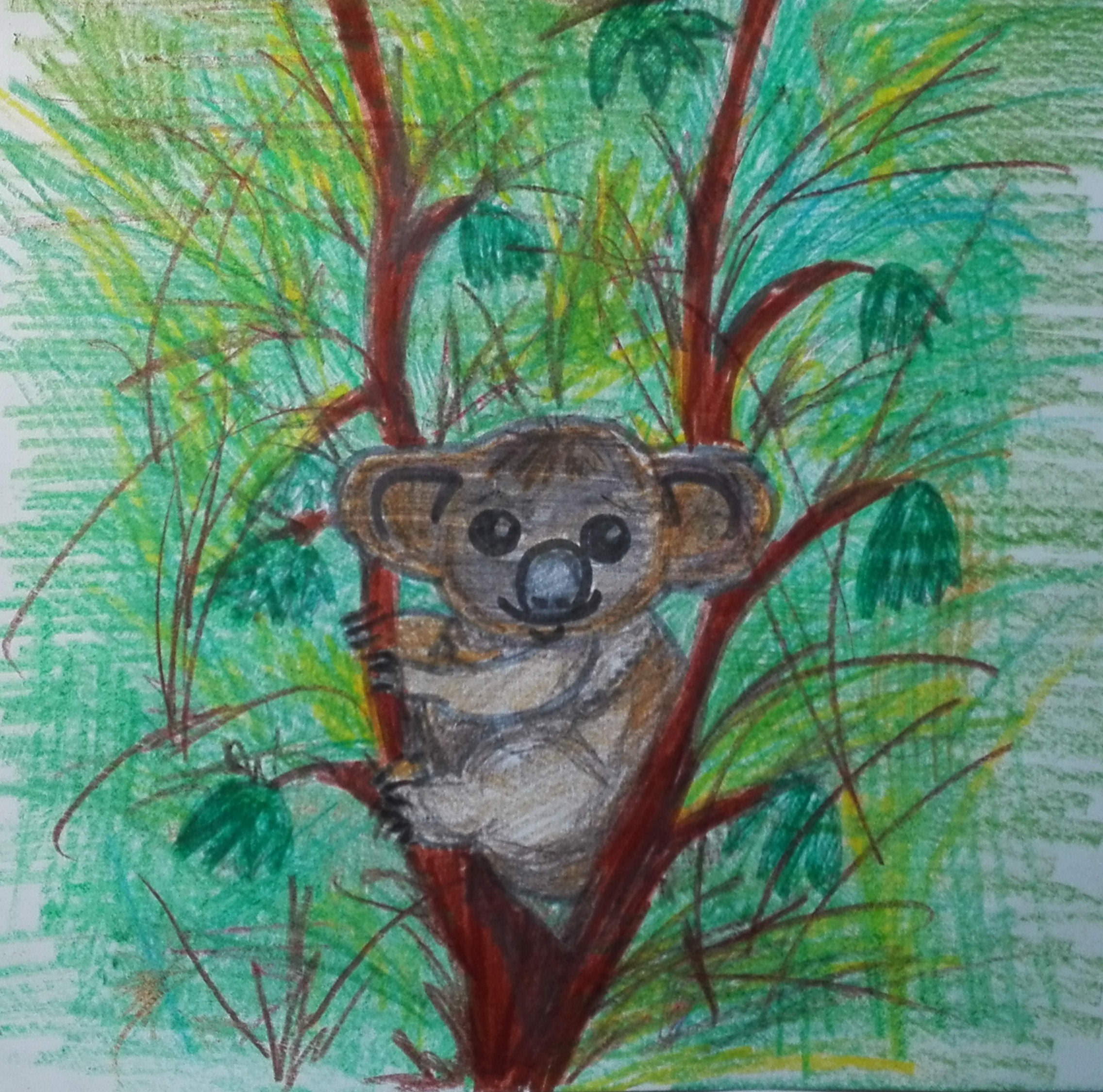 Коала Коала