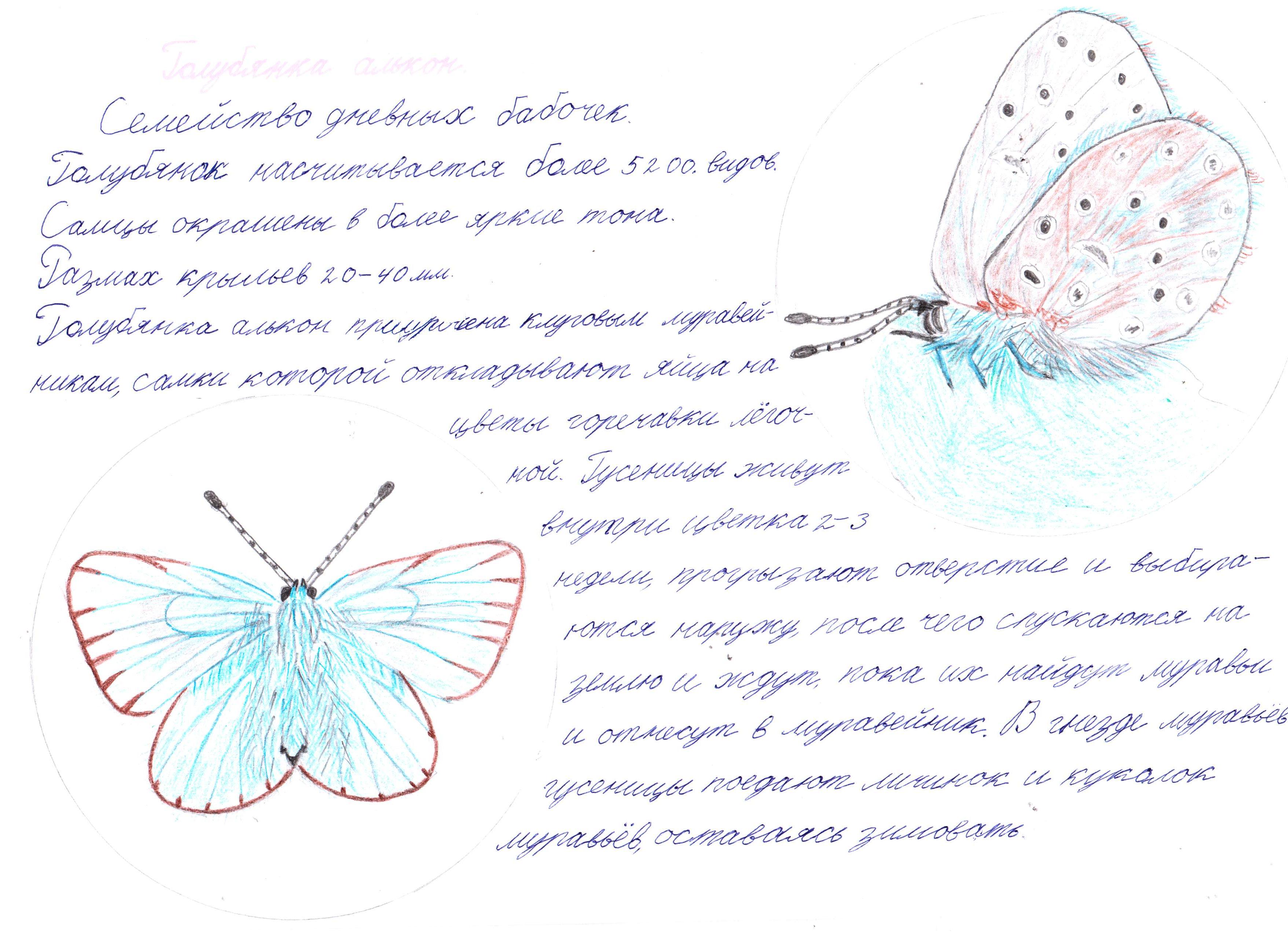 Голубянка алькон Голубянка алькон