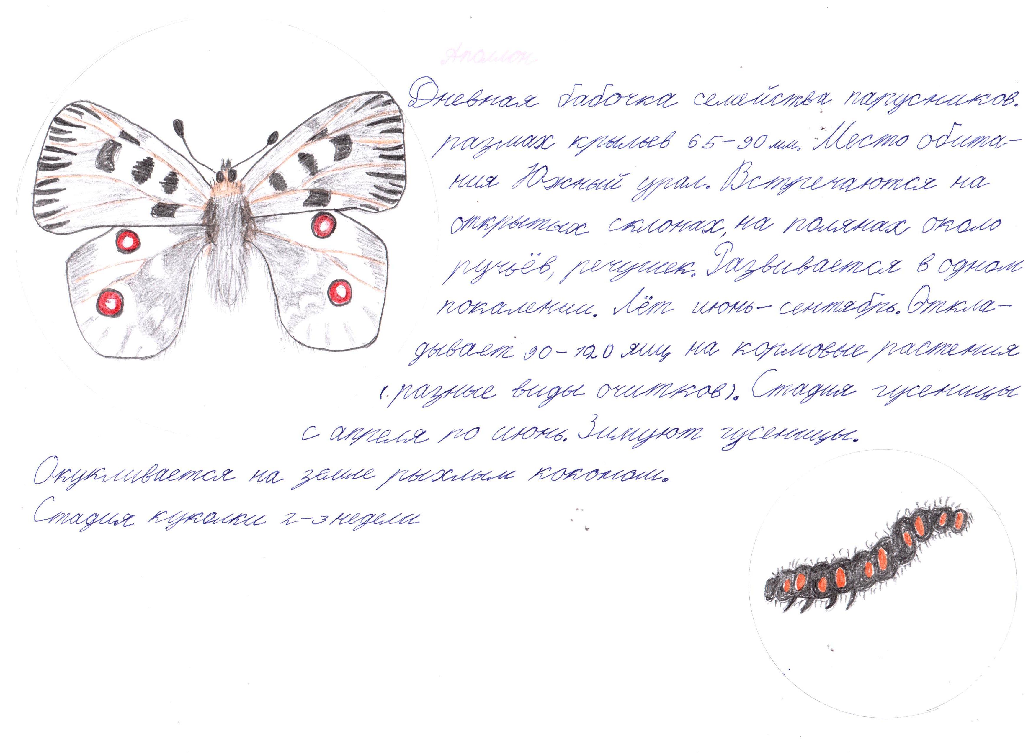 Аполлон Аполлон