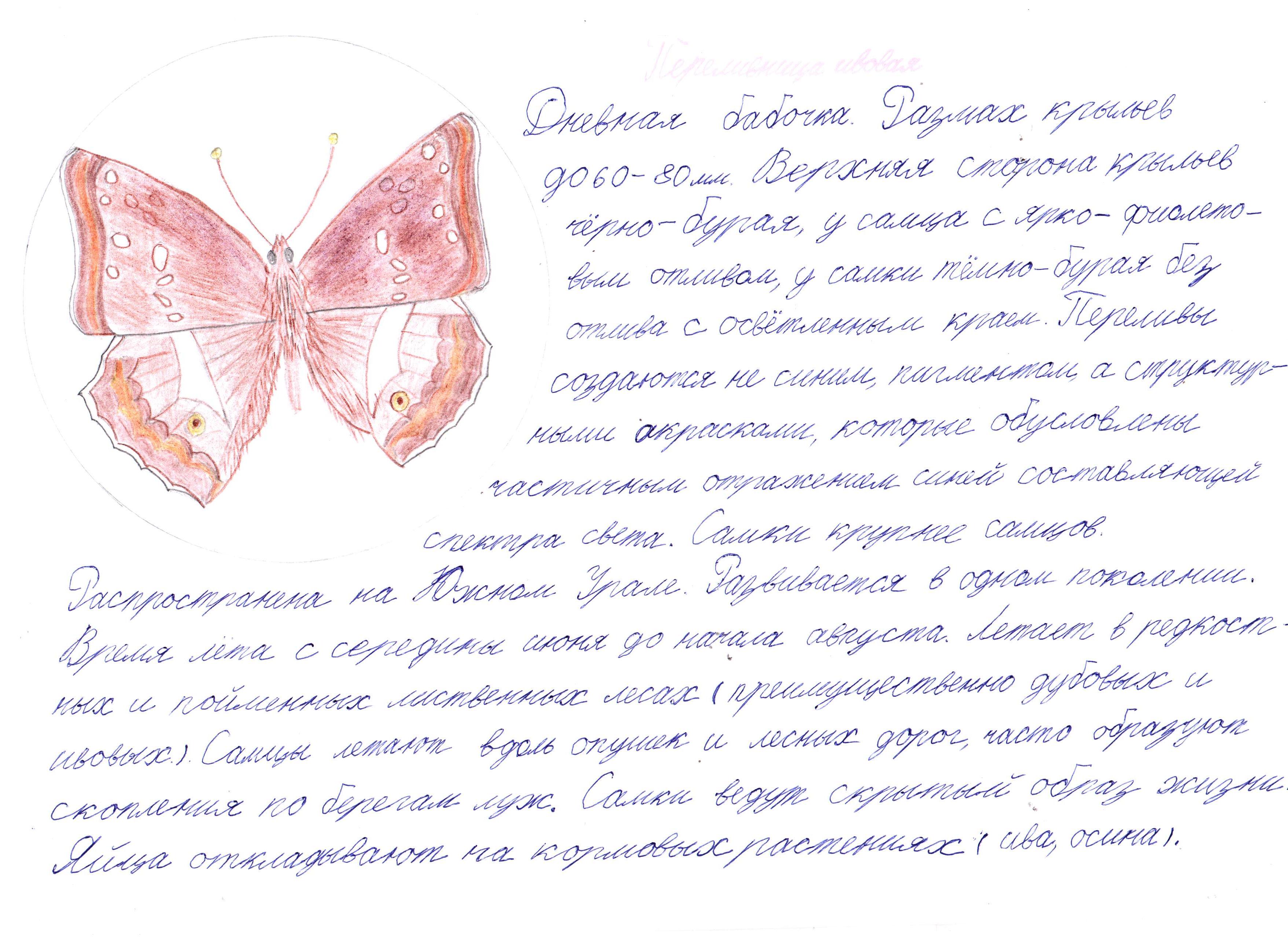 Переливница ивовая Переливница ивовая