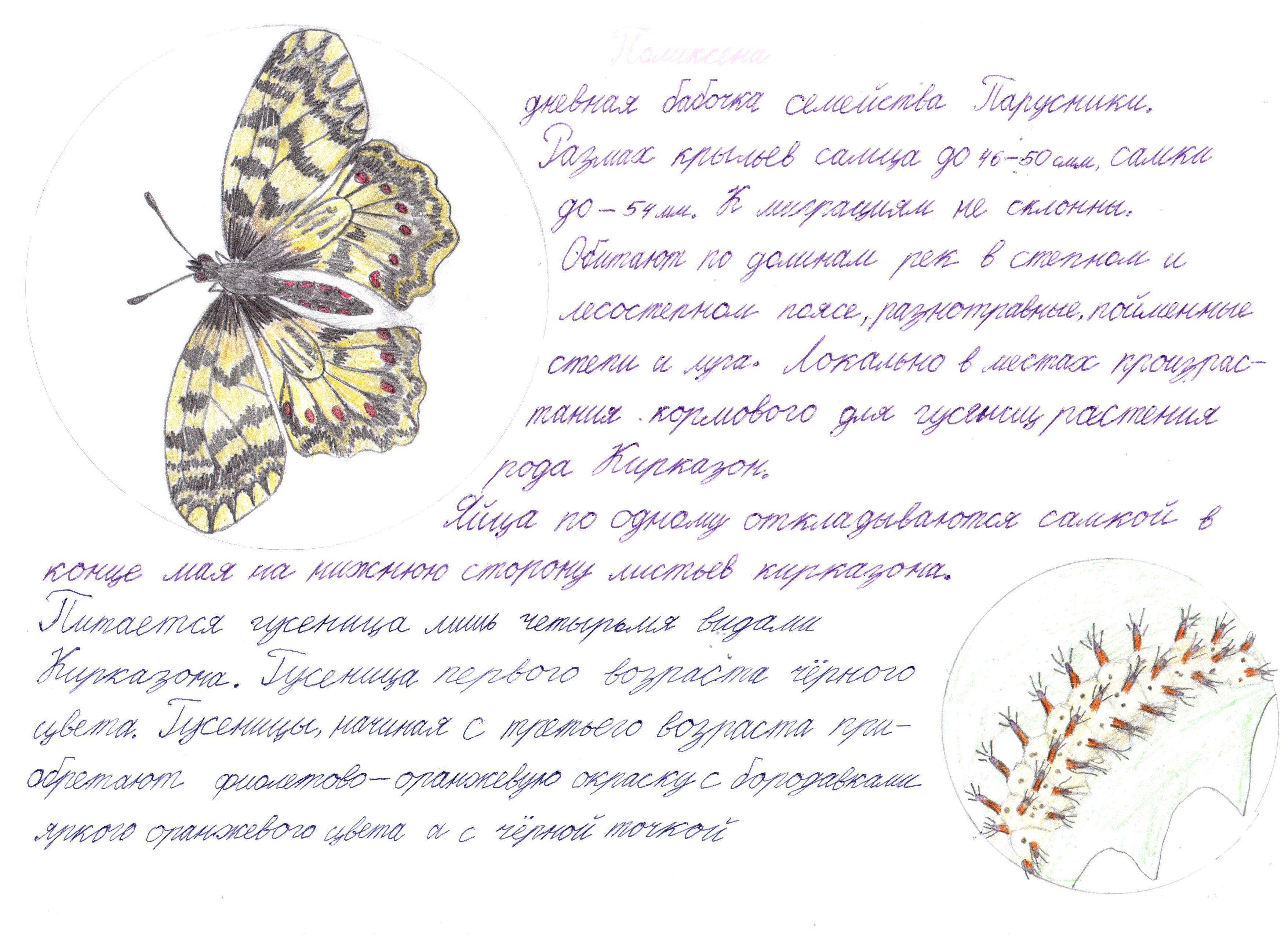 Поликсена Поликсена