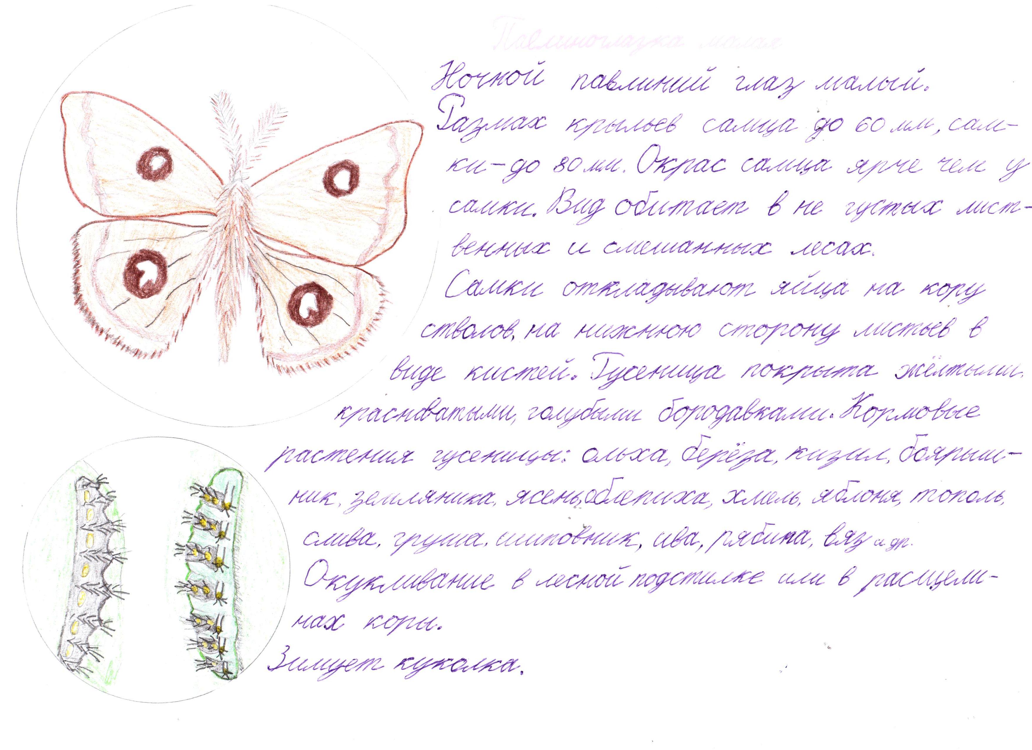 Павлиноглазка малая Павлиноглазка малая