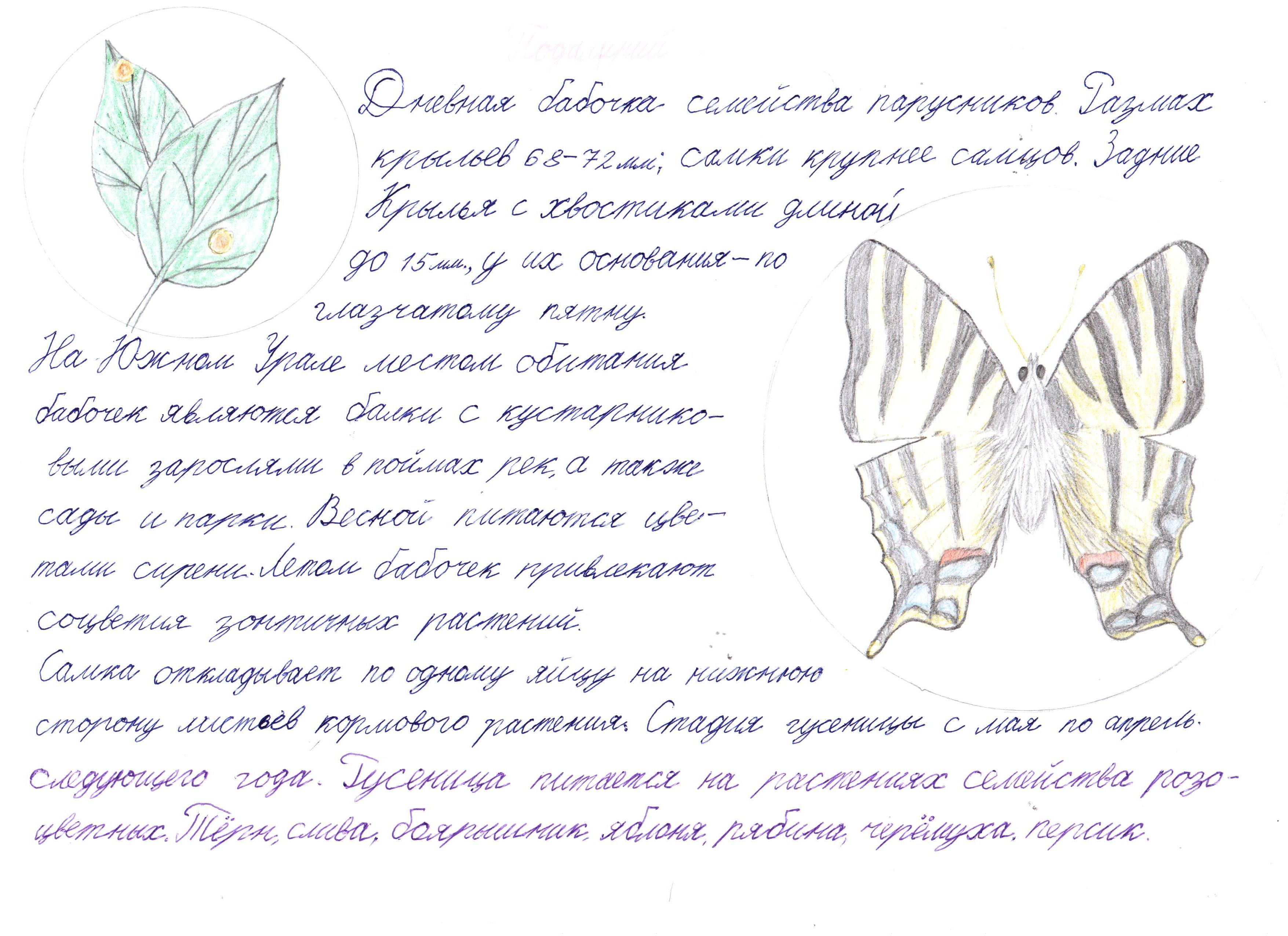 Подалирий Подалирий