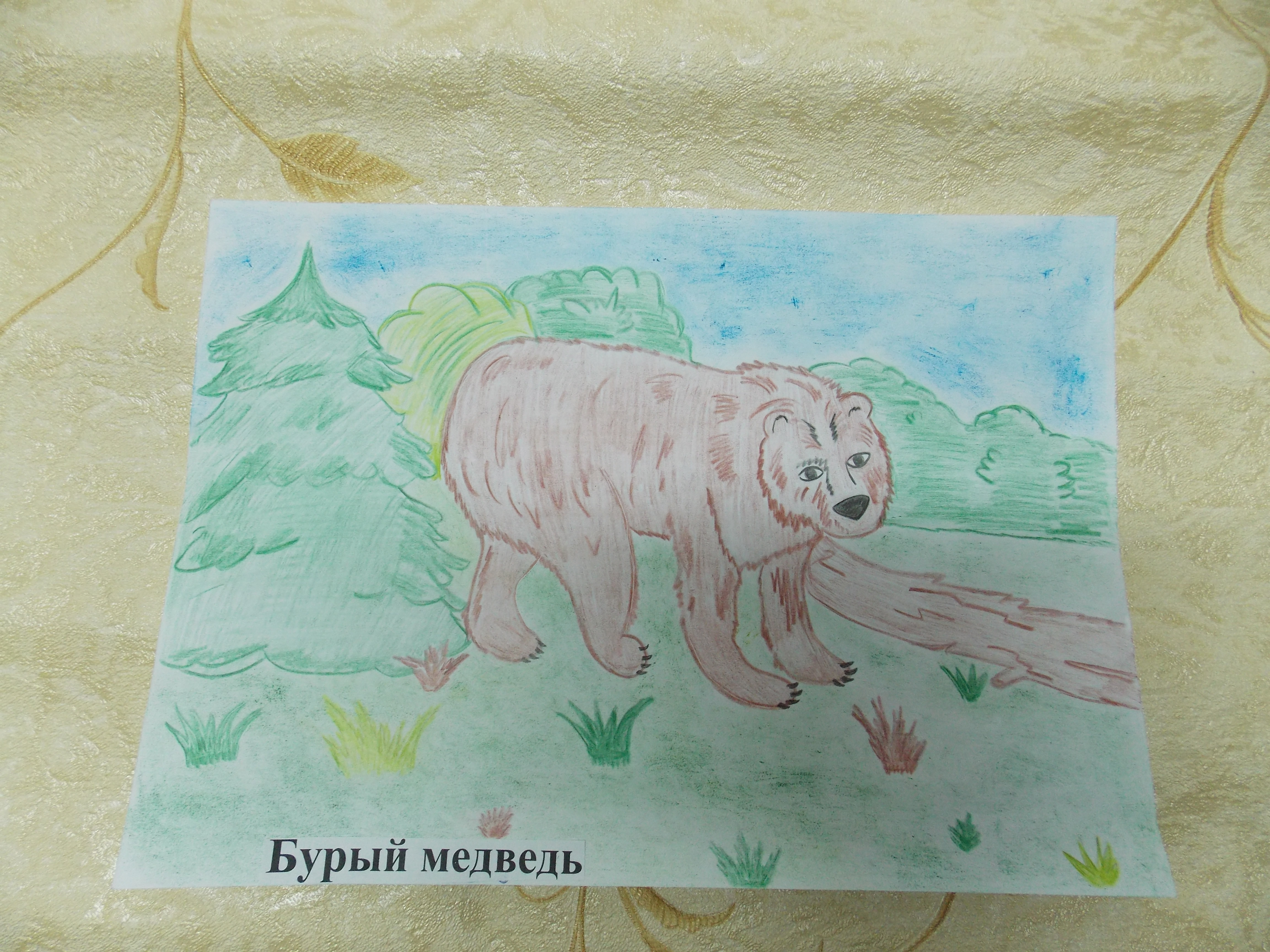 Бурый медведь Бурый медведь