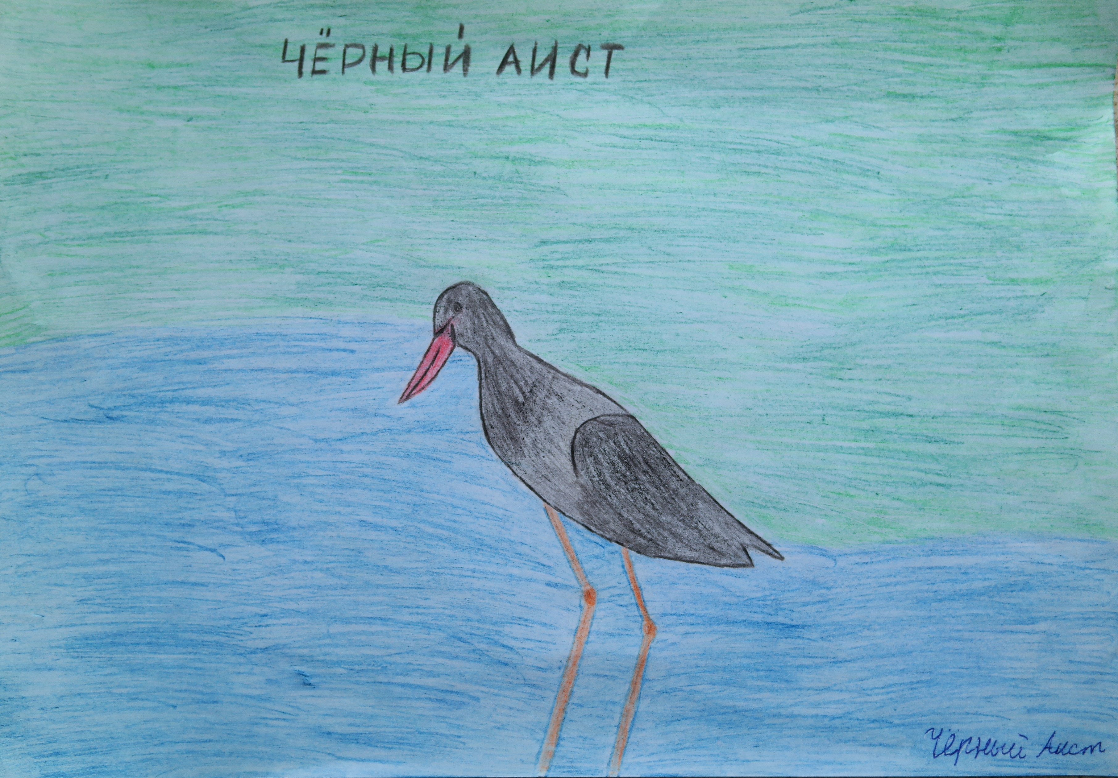 Чёрный аист Чёрный аист
