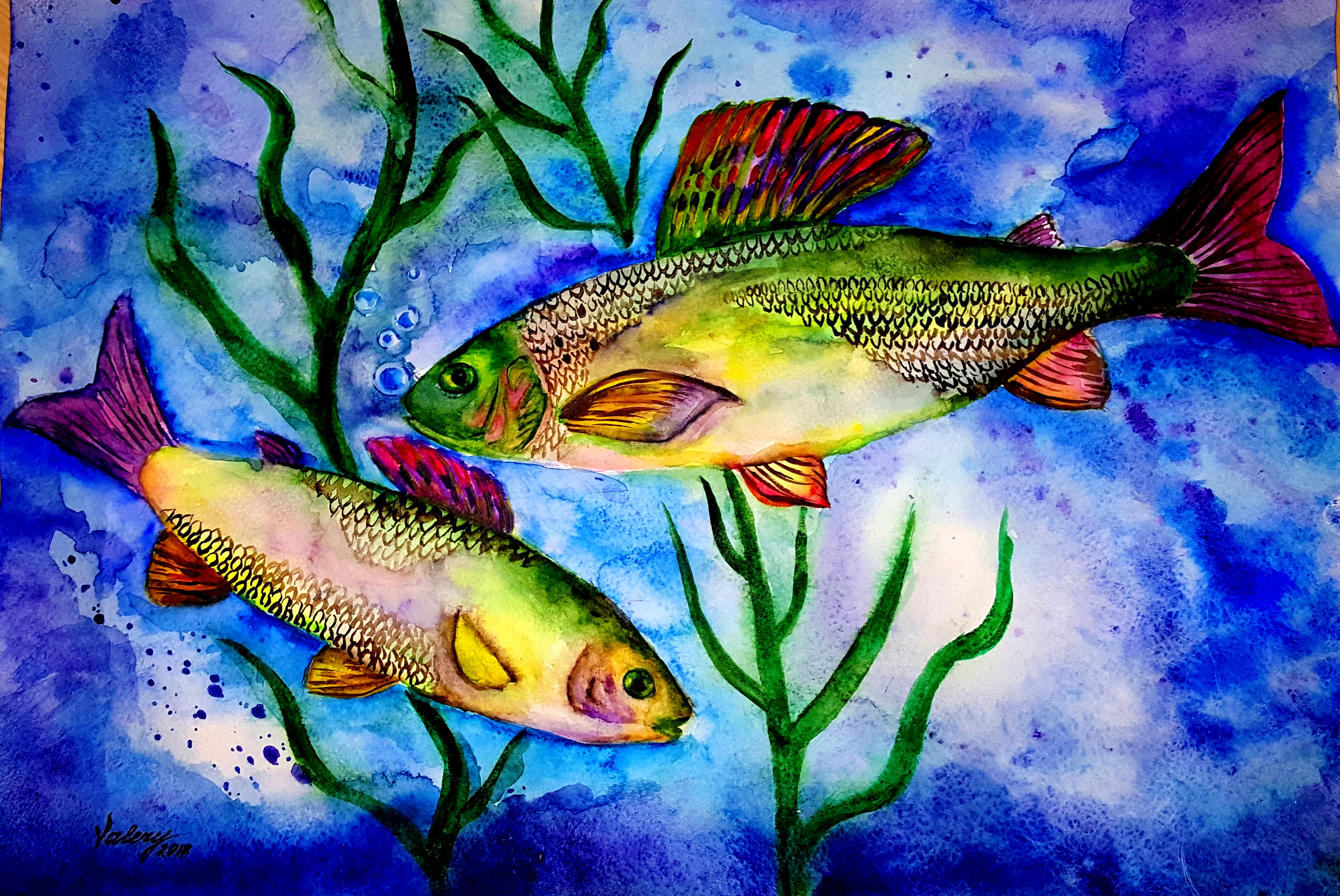 Хариусы Хариусы
