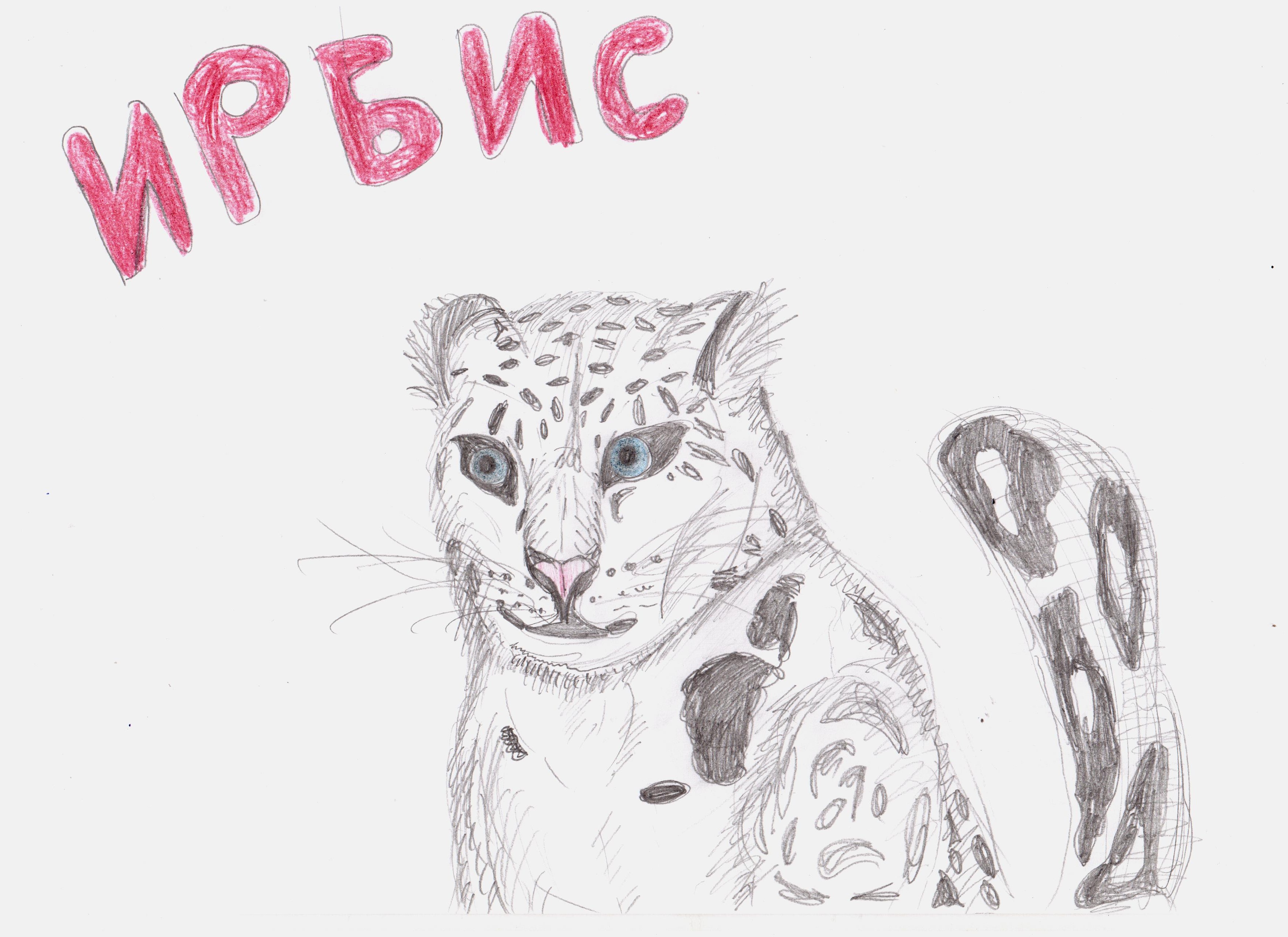 Ирбис (снежный барс)