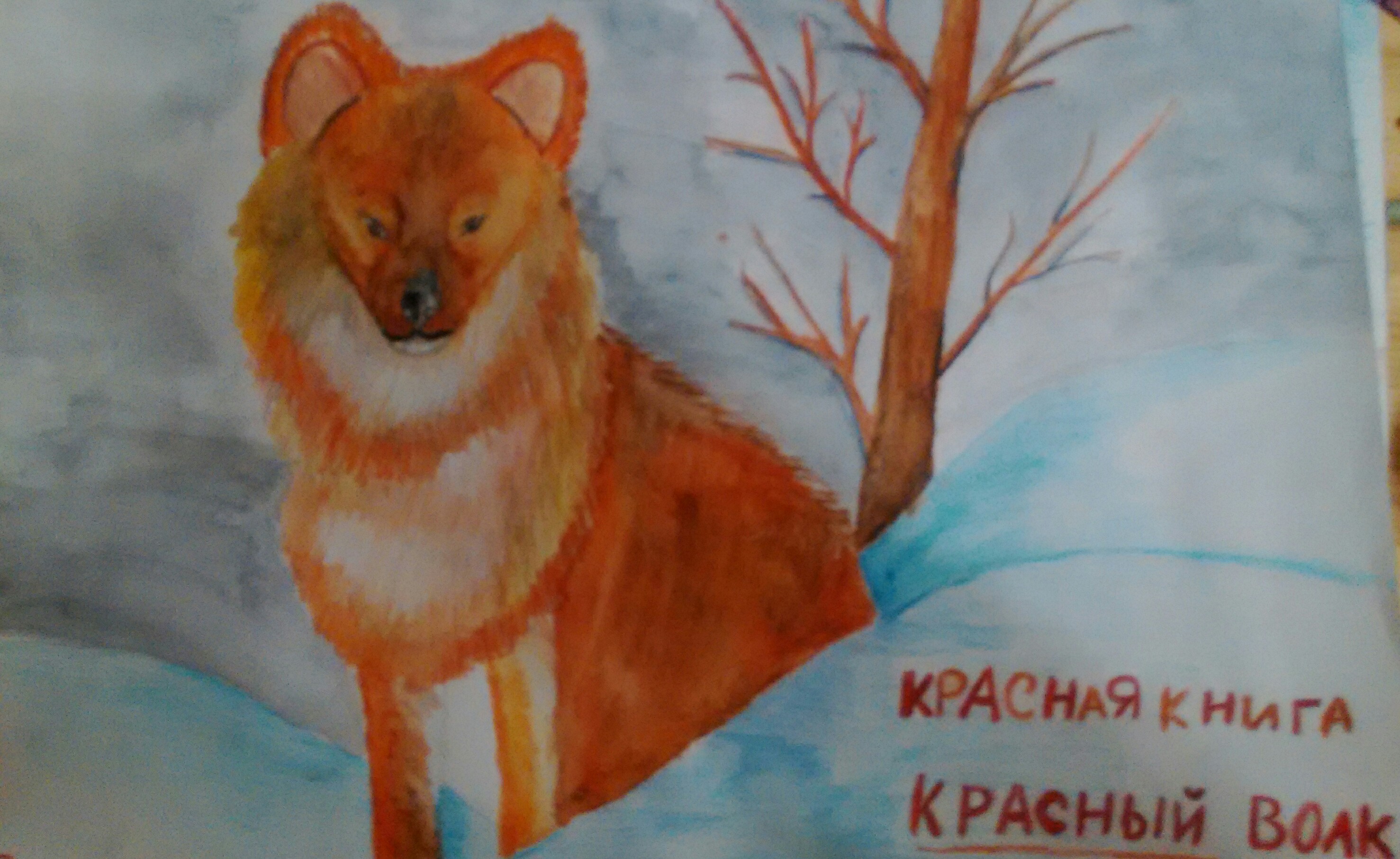 Красный волк