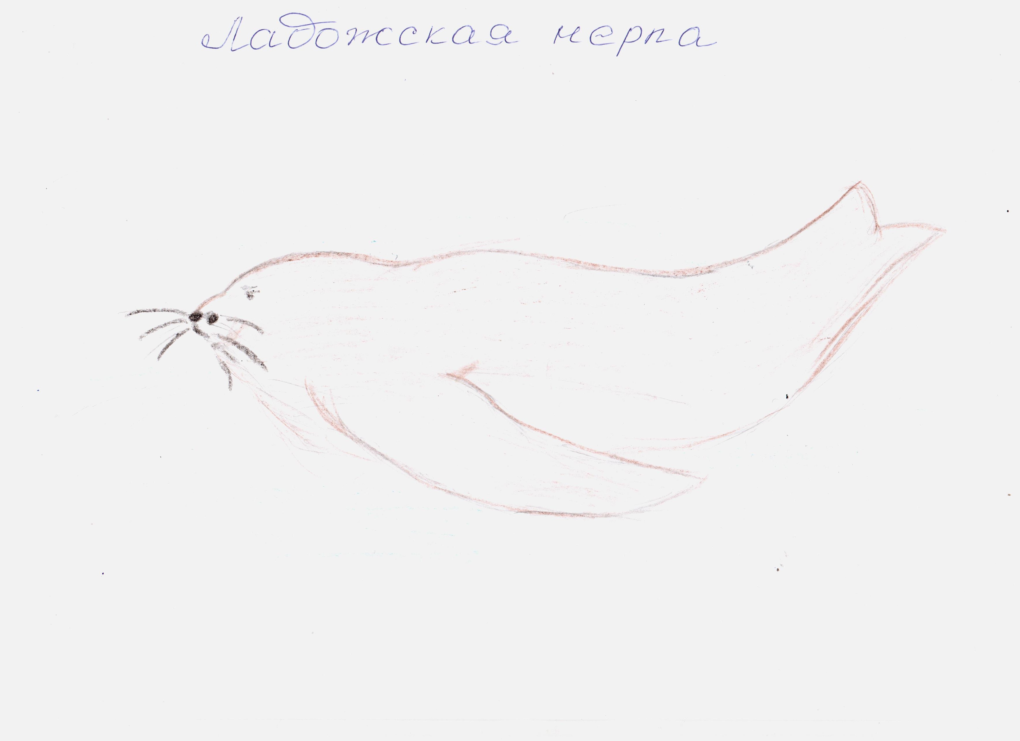 Ладожская нерпа Ладожская нерпа