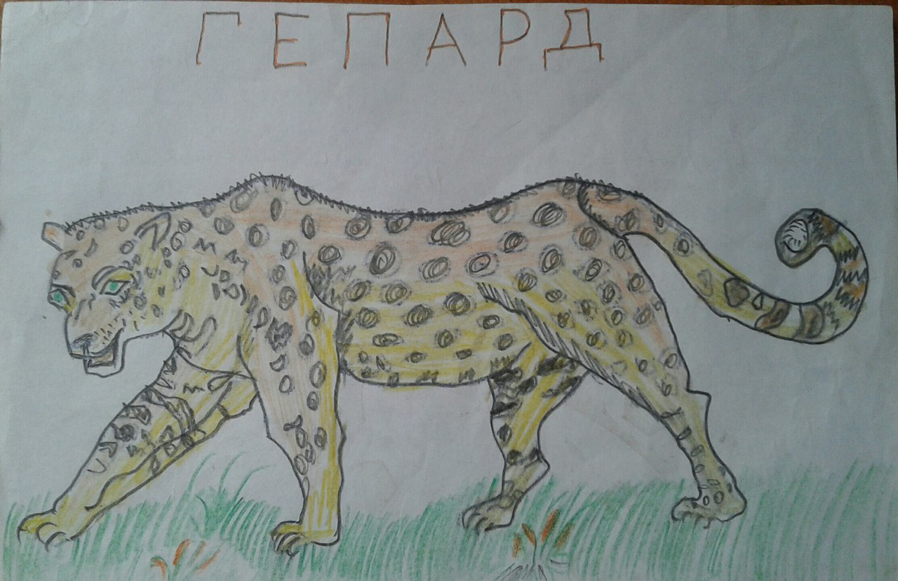 Гепард Гепард