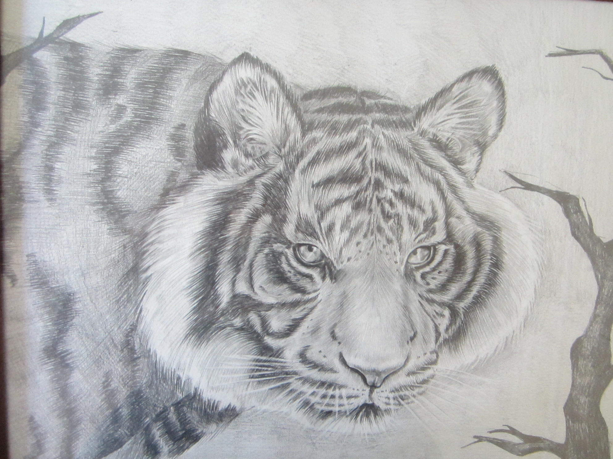 Рисунок тигра