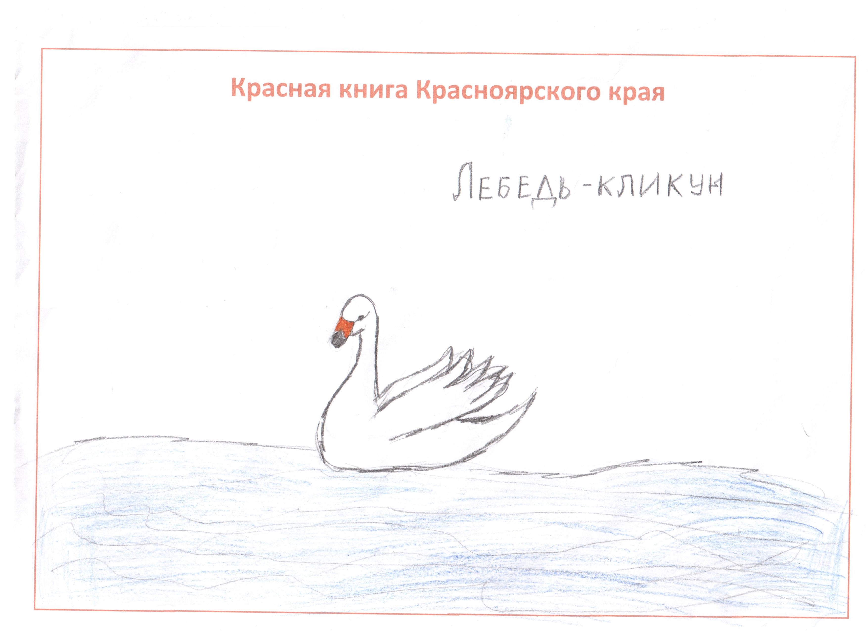 Рисунок лебедя кликуна из Пермского края из красной книги
