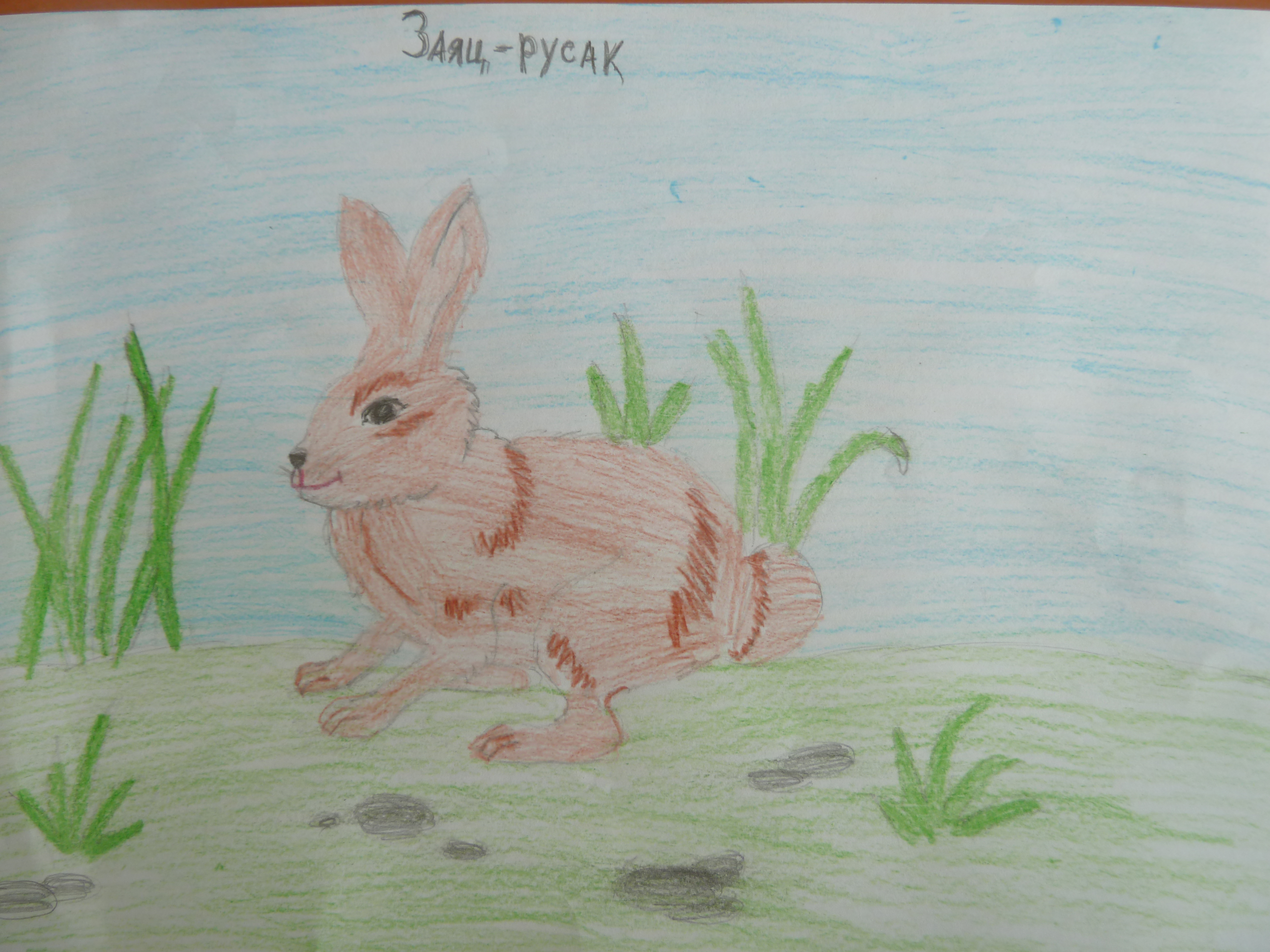 Рисунки на тему заяц Русак