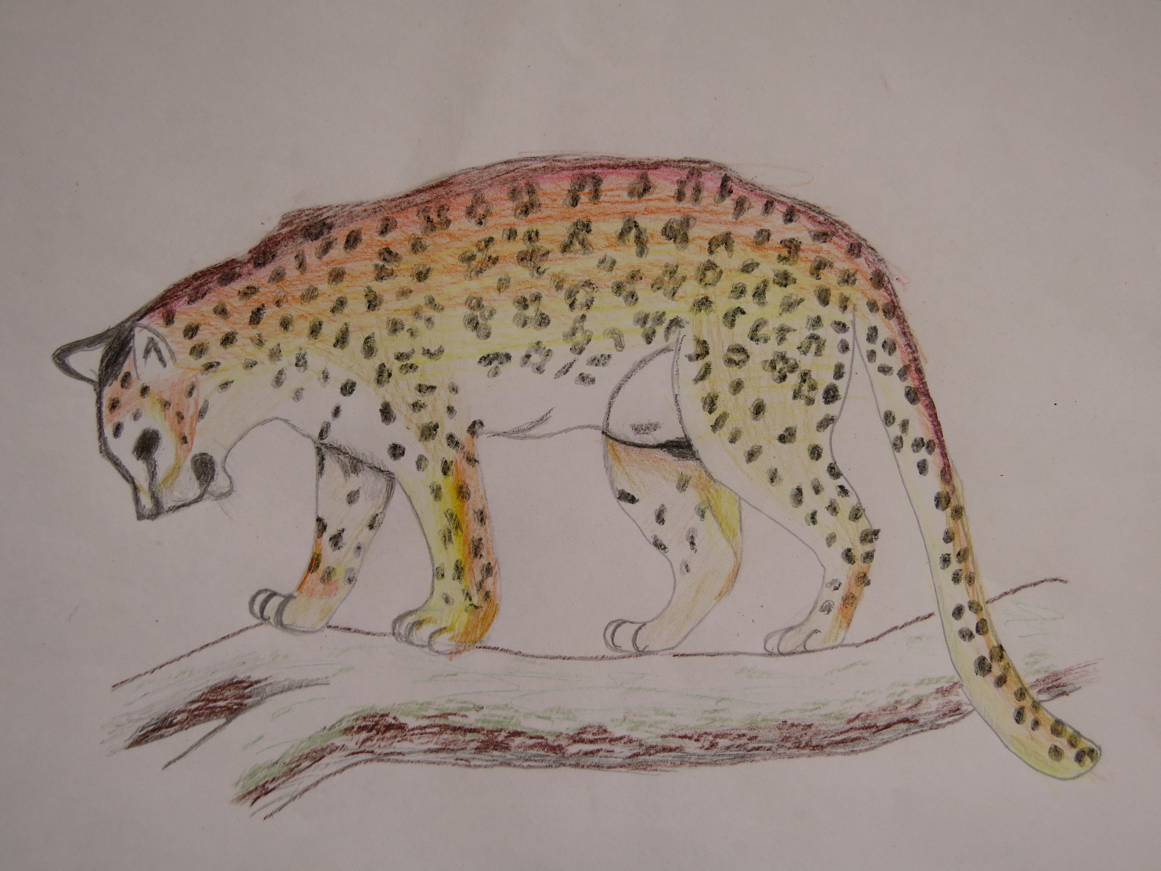 Рисование в подготовительной группе леопард