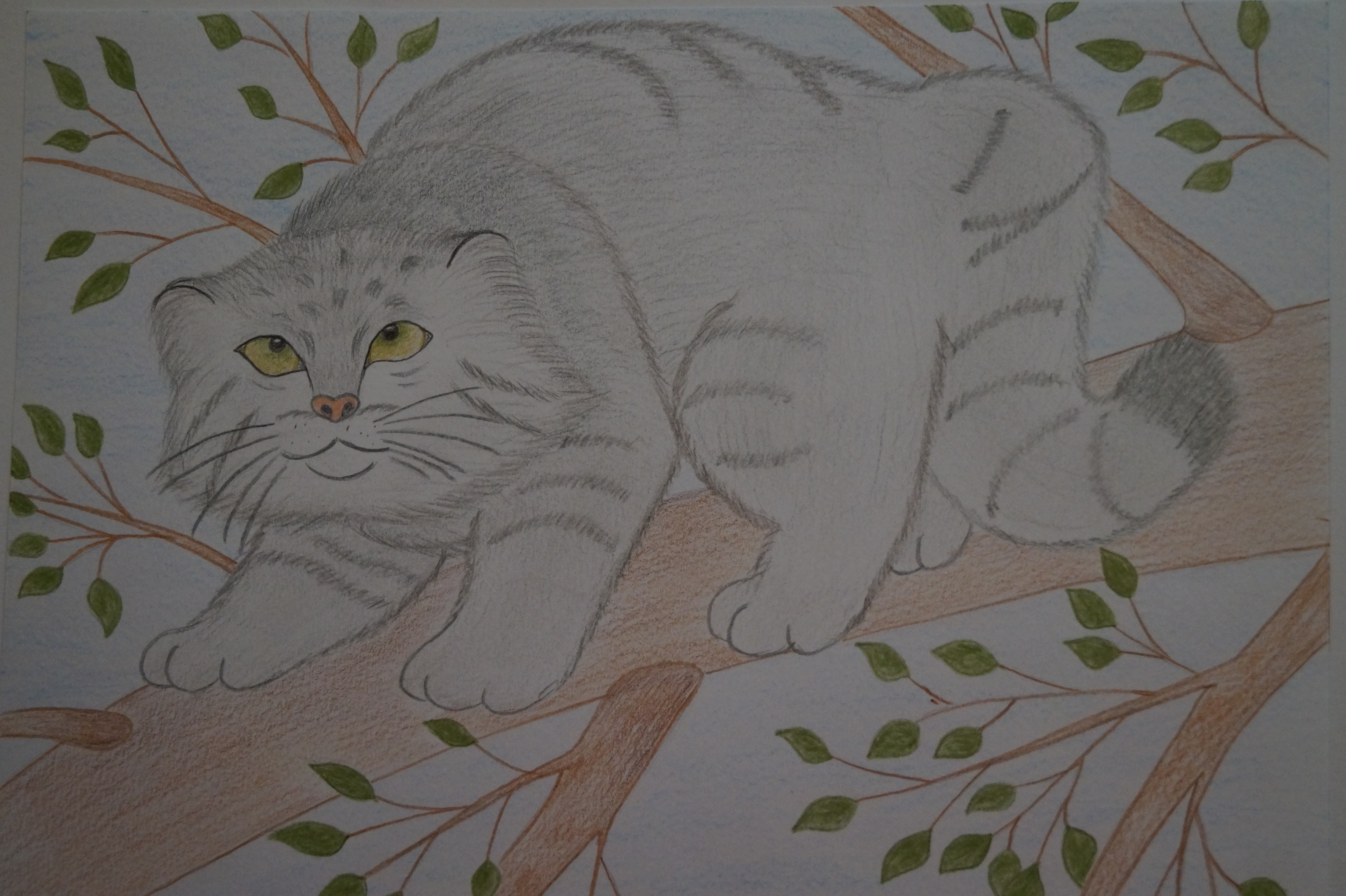 Раскраски мой край Забайкалье кот Манул