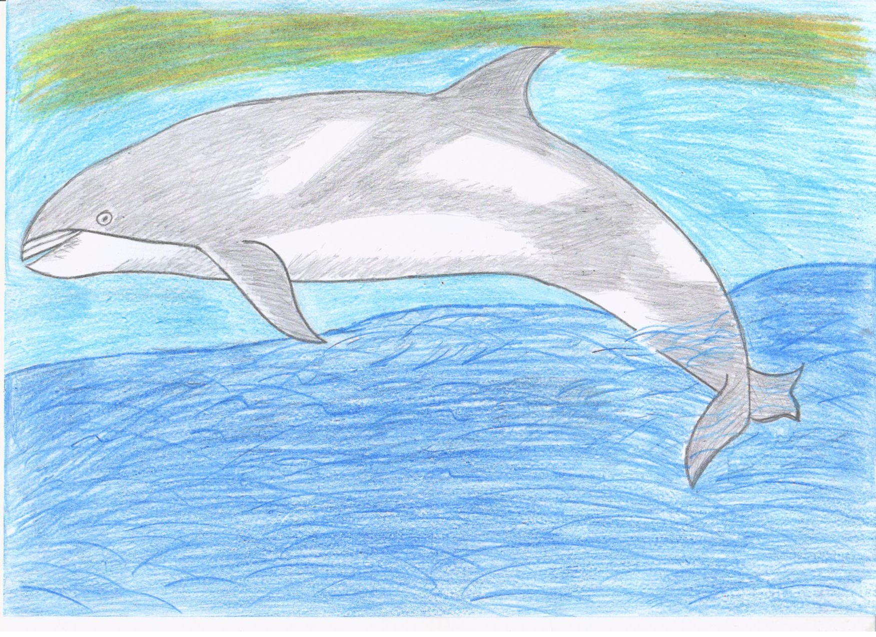Покажи картинки рисунков. Беломордый Дельфин рисунок. Фото дельфина рисунок. Беломордый Дельфин нарисовать. Рисунок Дельфин 1 класс.