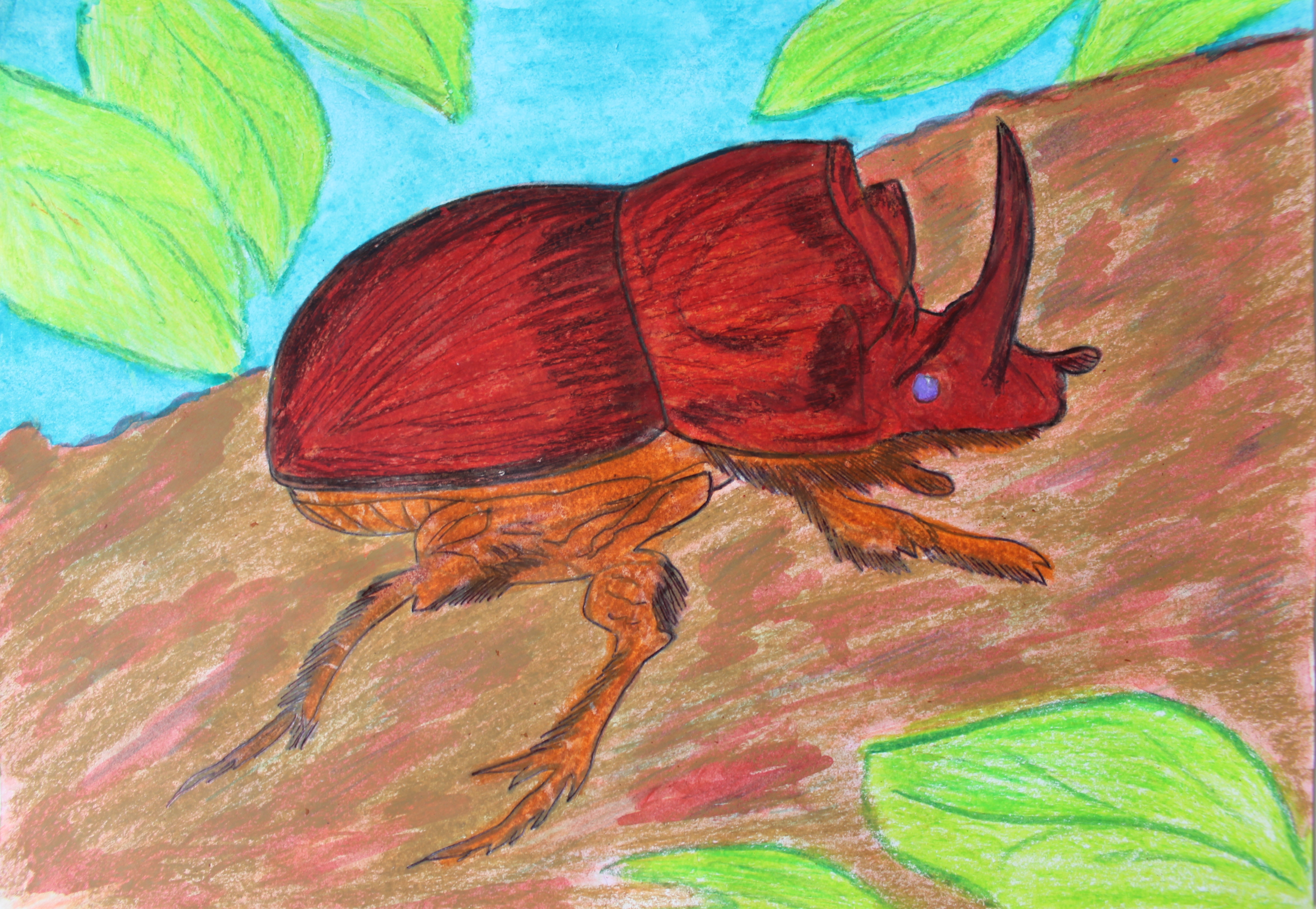 Картины жука носорога
