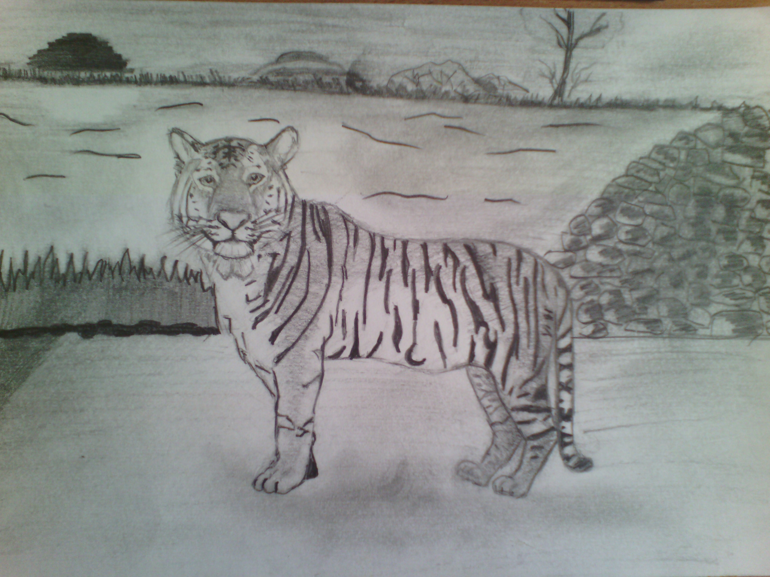 Рисование тигра в подготовительной группе