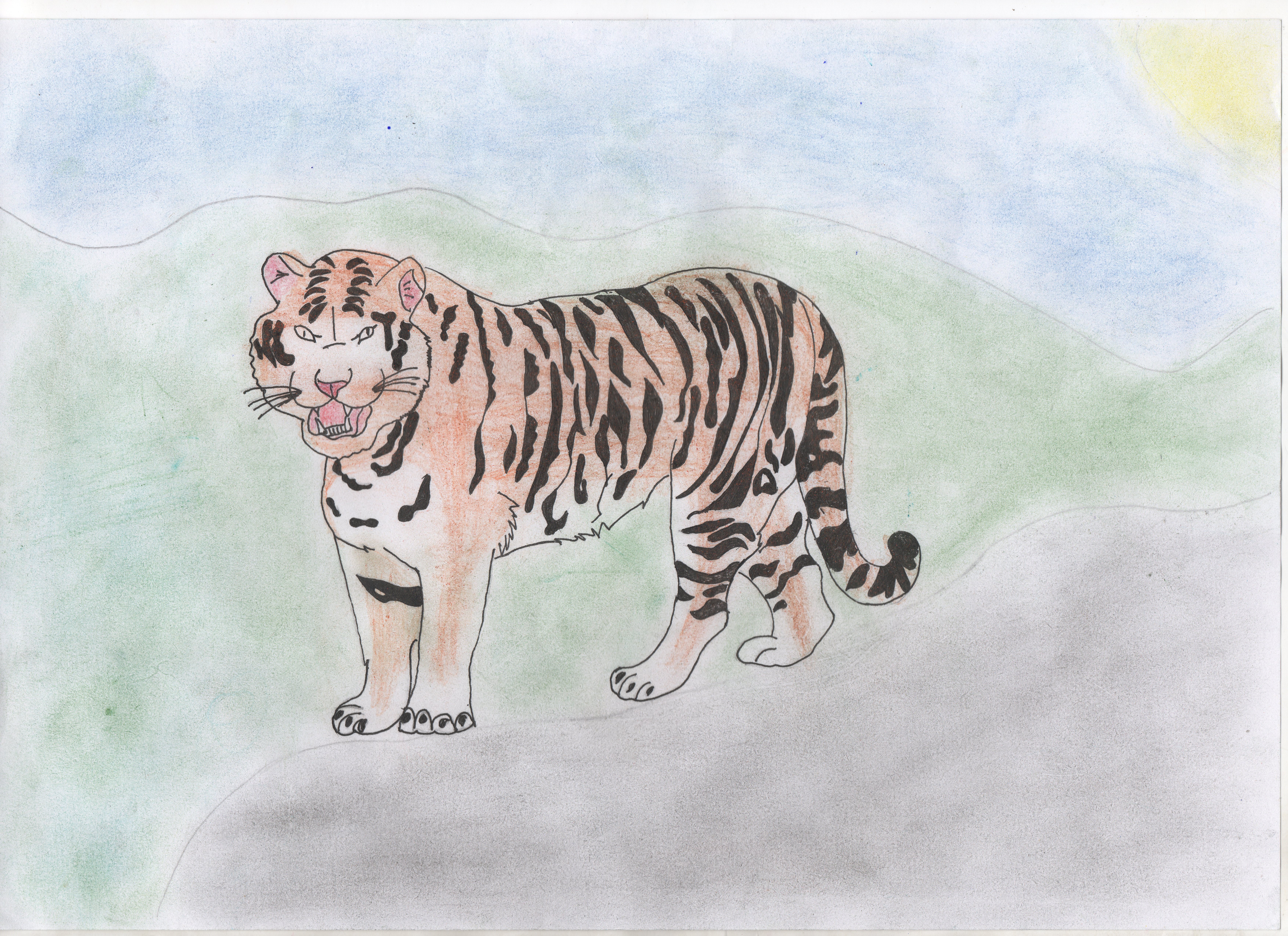 Амурского тигра карандашом