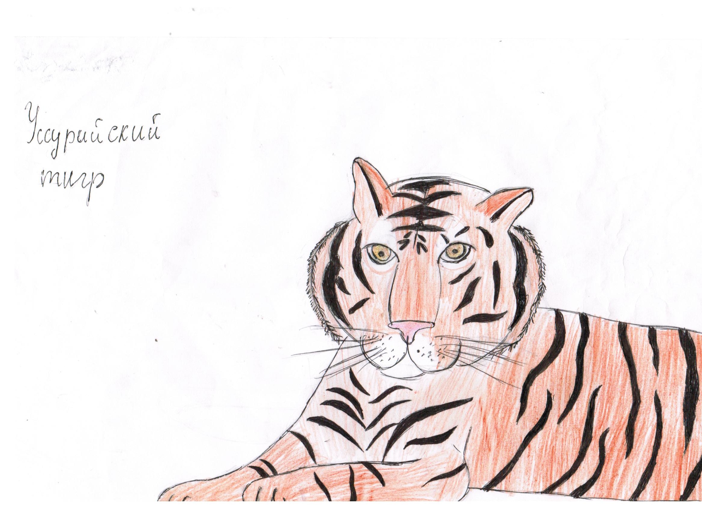Тигр рисунок в школу