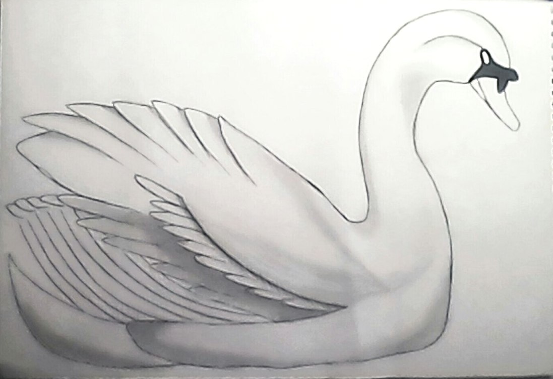 Нарисовать рисунок лебедушка. Лебедь рисунок. Лебедь карандашом. Лебедь рисунок карандашом для срисовки. Красивые рисунки лебедей карандашом.
