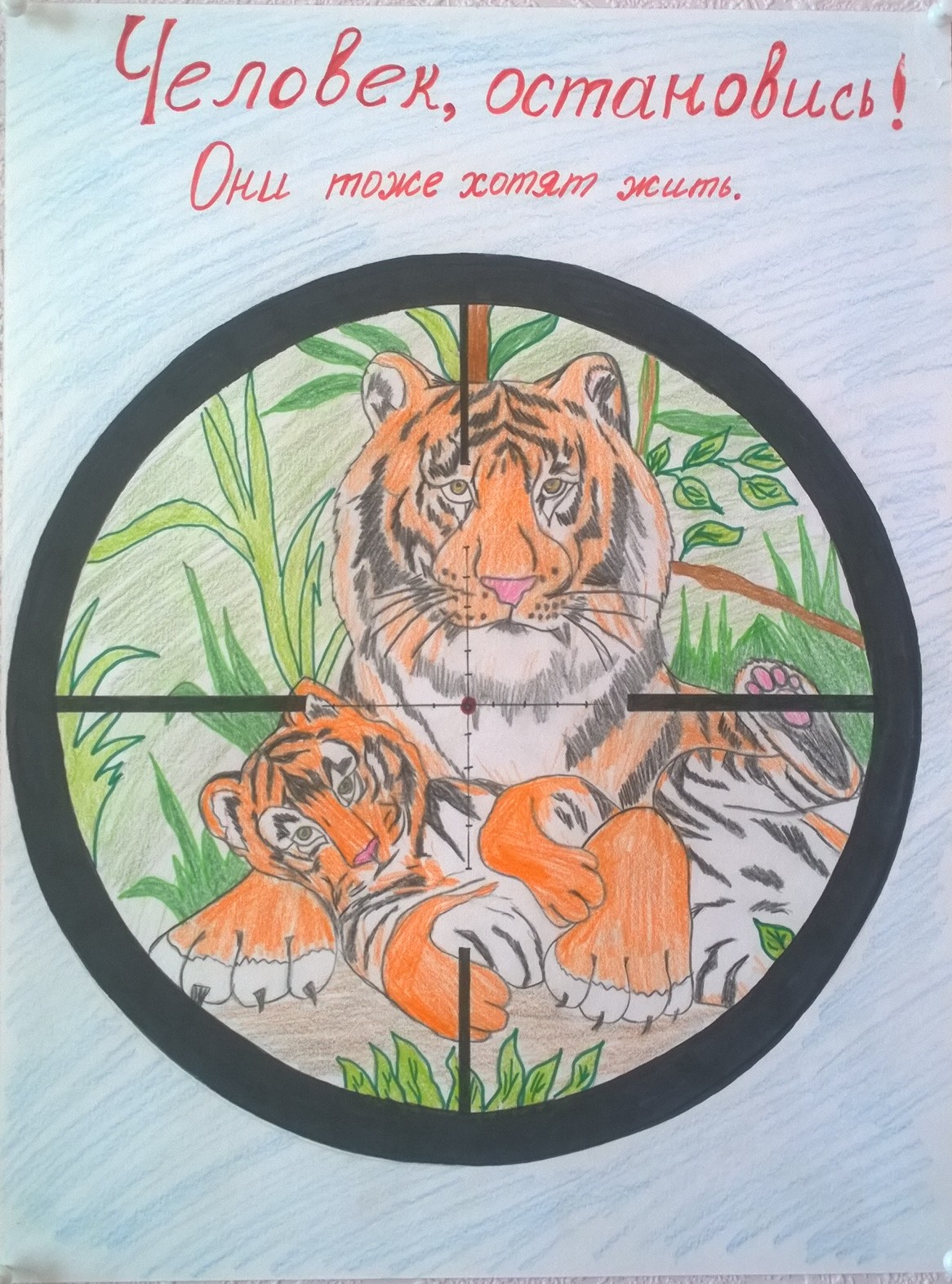Амурский тигр плакат