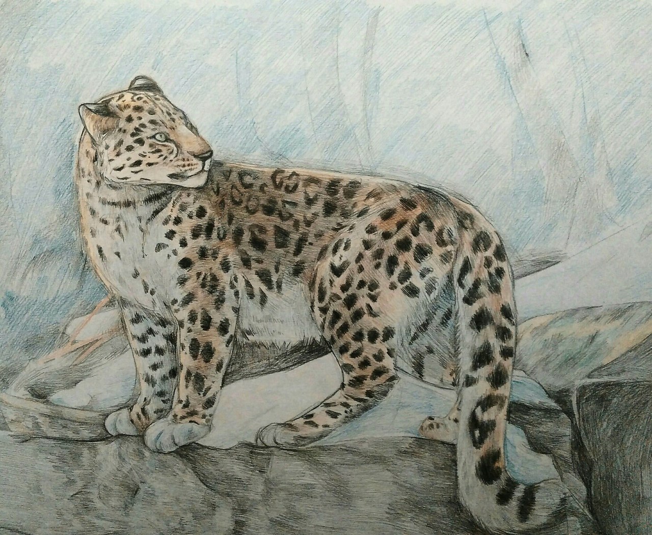 Красивые рисунки леопарда