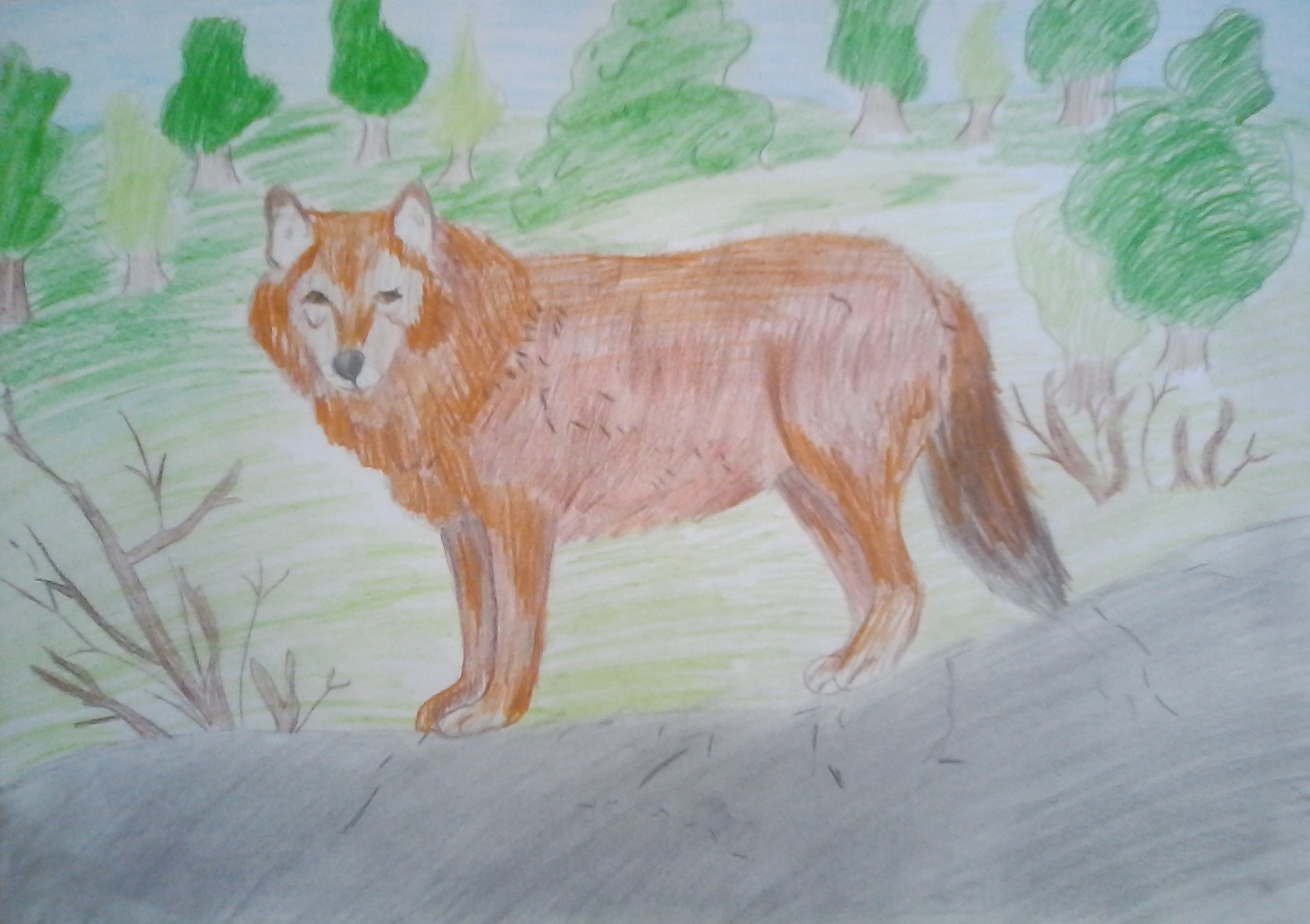 Краснокнижное животное России красный волк рисунки