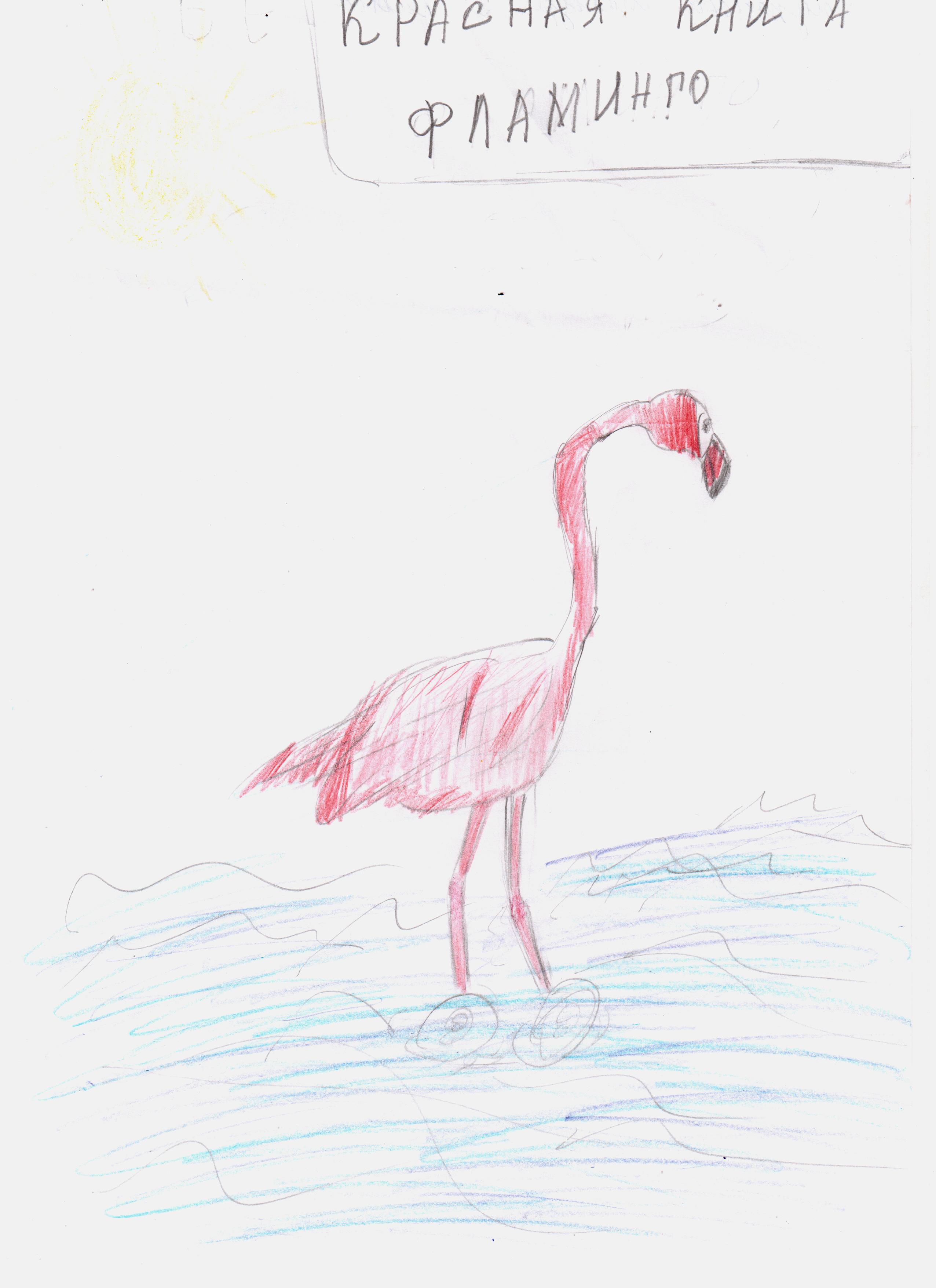 Конкурс рисунков животные из красной книги Фламинго